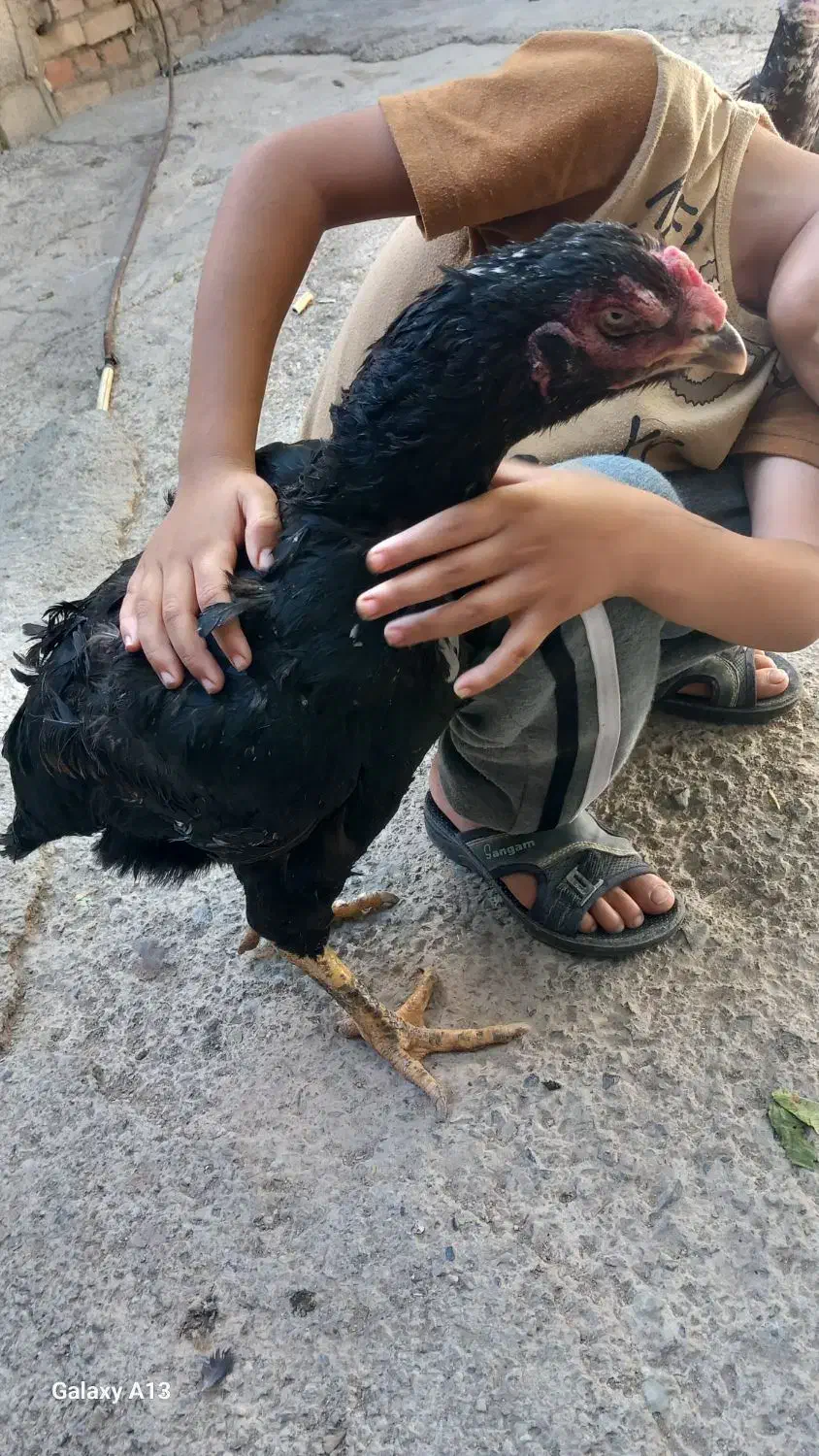 لاری|حیوانات مزرعه|مرند, |دیوار