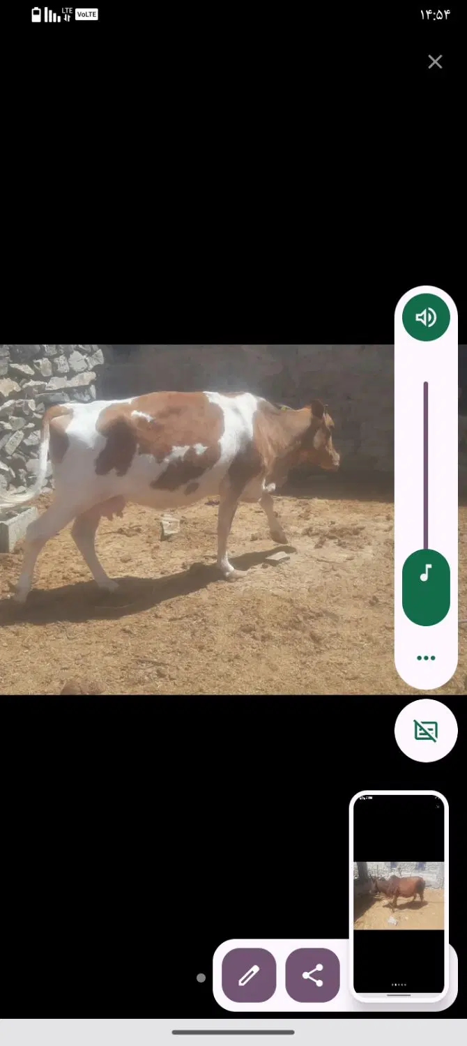 گاوه|حیوانات مزرعه|خاش, |دیوار