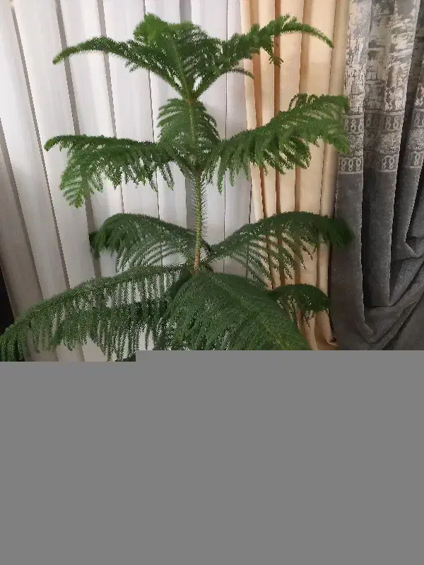 گل کاج مطبق|گل و گیاه طبیعی|مرند, |دیوار