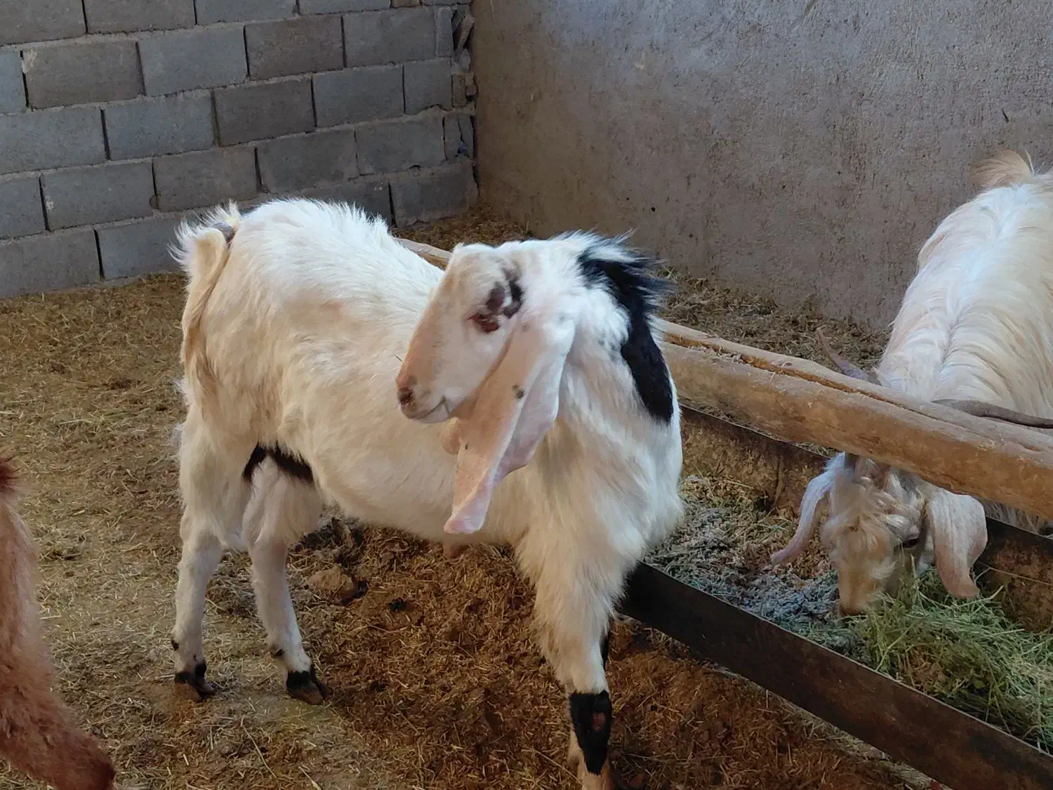 چبش پاکستانی درجه یک قیمت کیلو ۳۱۰|حیوانات مزرعه|گناباد, |دیوار