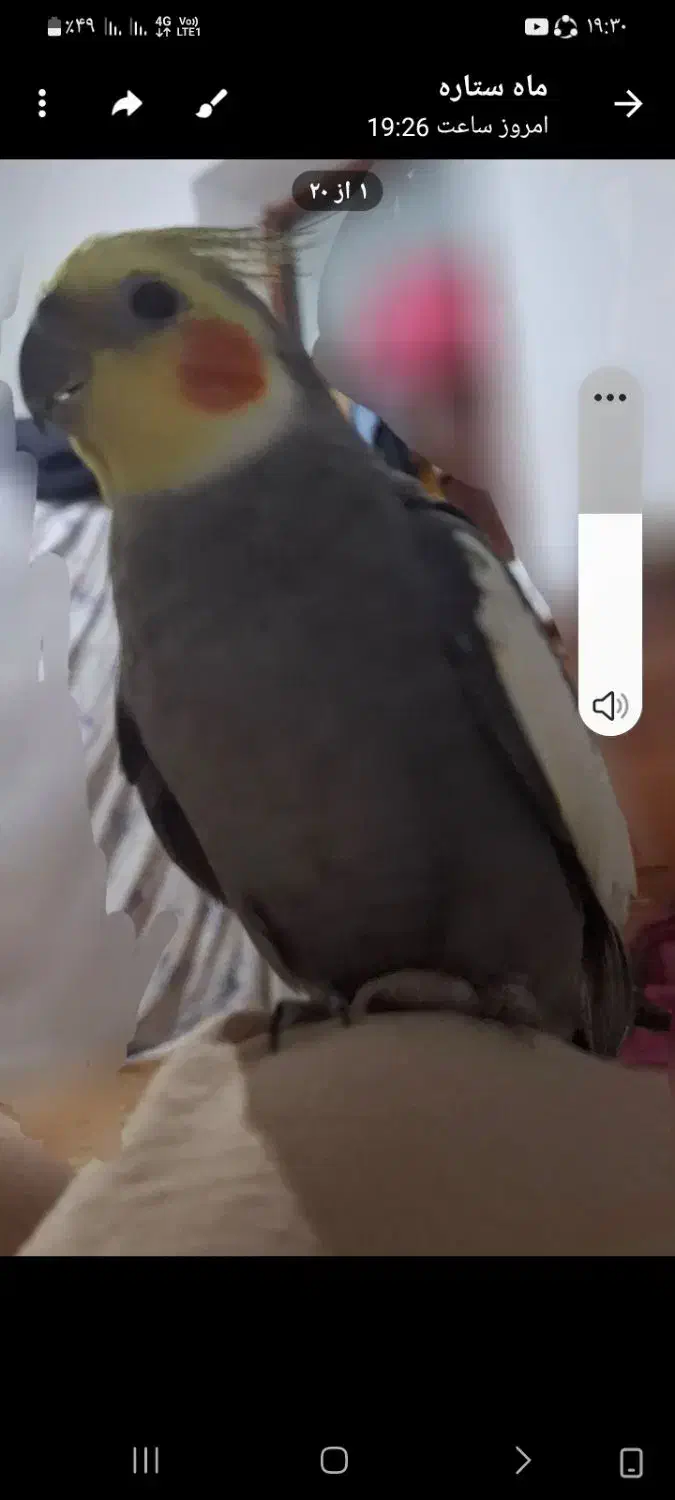 عروس هلندی نرگمشده|حیوانات|اردبیل, |دیوار