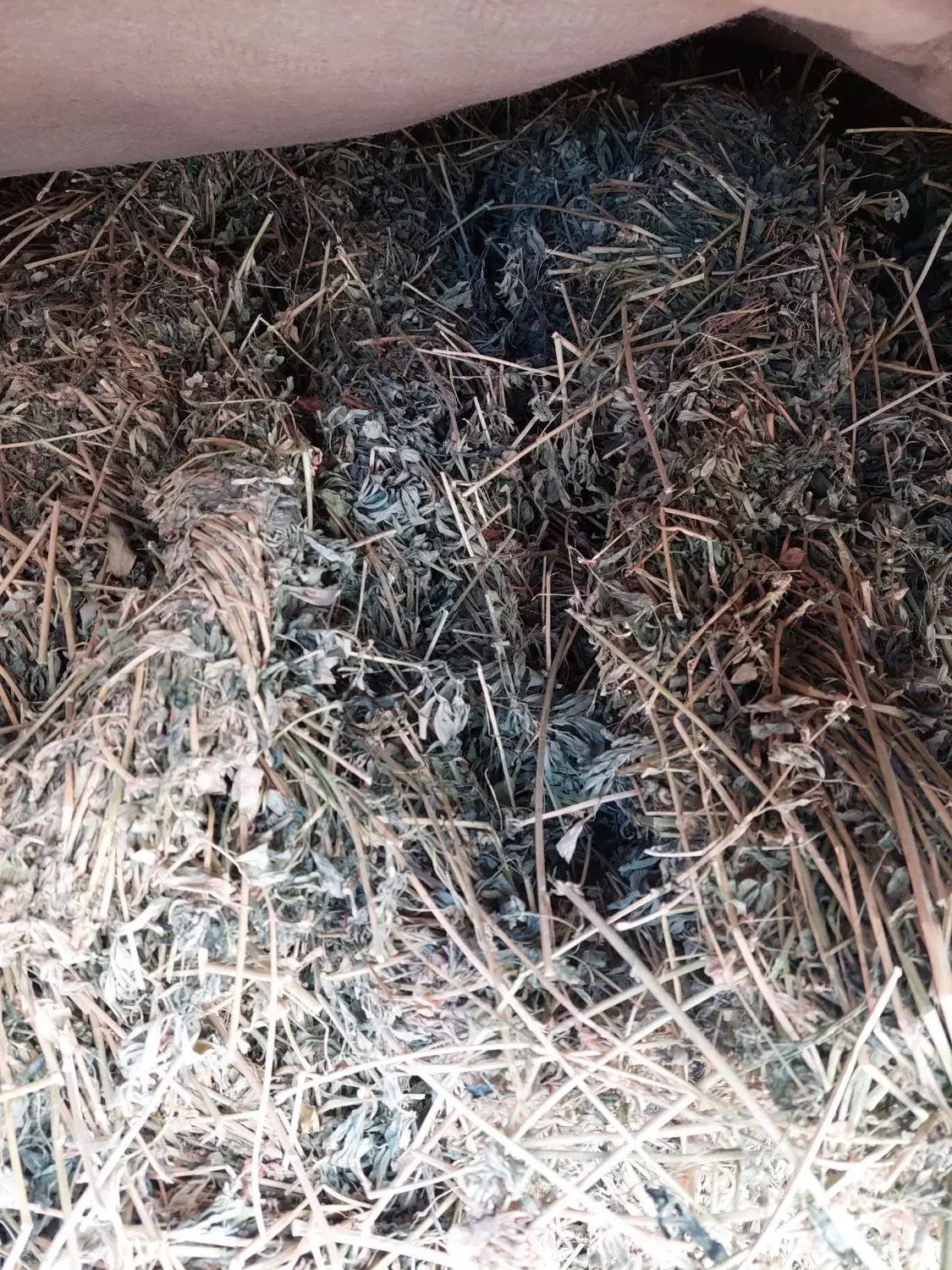 بیده دست باف|لوازم جانبی حیوانات|بجنورد, |دیوار