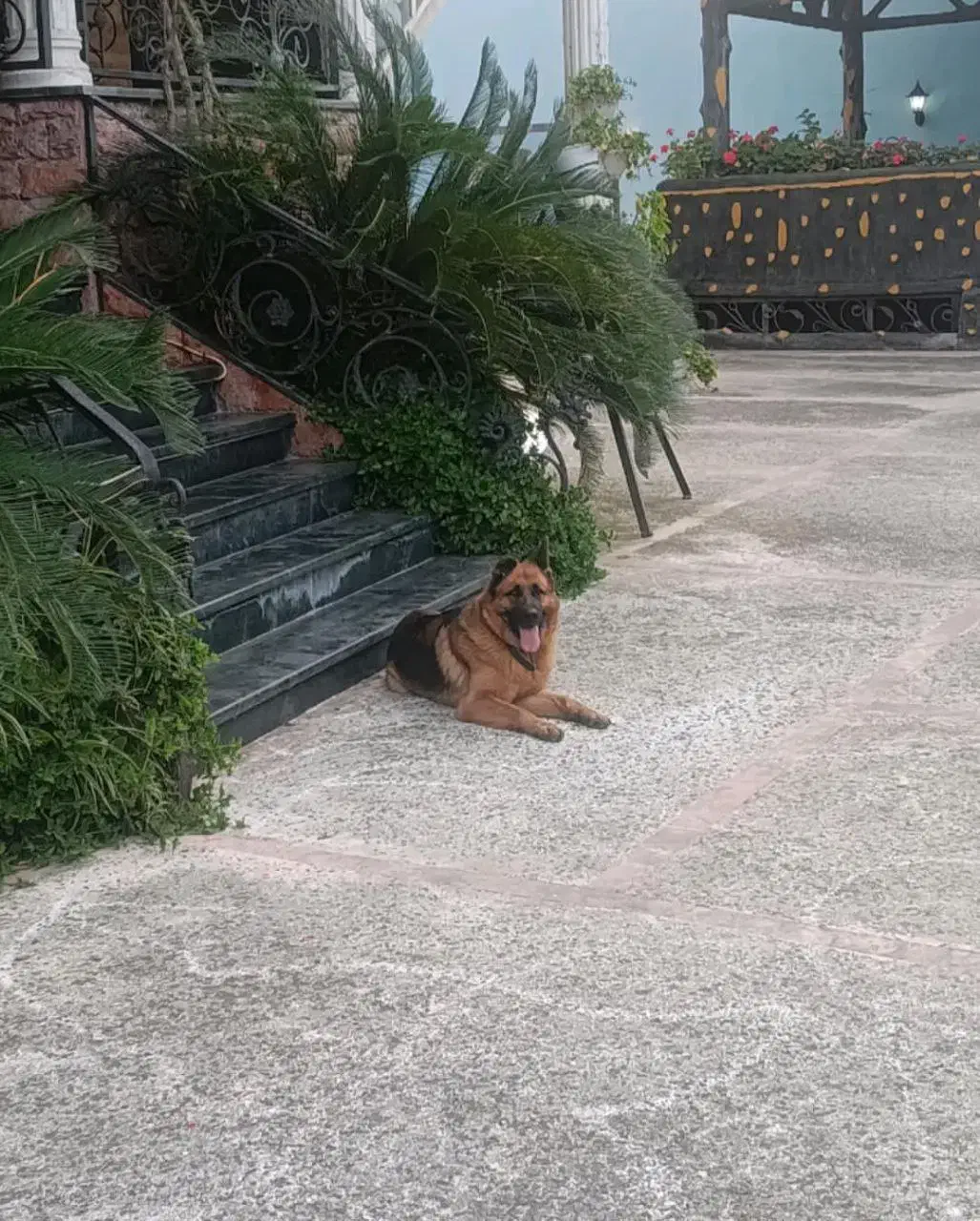 سگ ژرمن گمشده|حیوانات|دالخانی, |دیوار