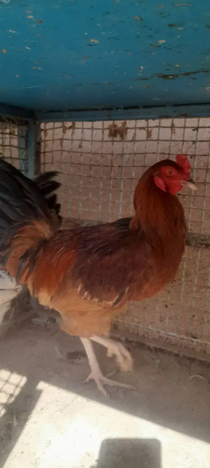 خروس فر وخروس بومی وخروس سفید|حیوانات مزرعه|اردکان, |دیوار