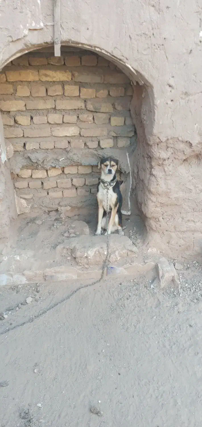 پاپی سگ کوچک|سگ|تربت جام, خیرآباد|دیوار