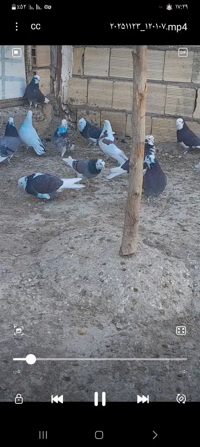 این کفتر یک هفته پیش باخت رفته دست|پرنده|گیان, |دیوار