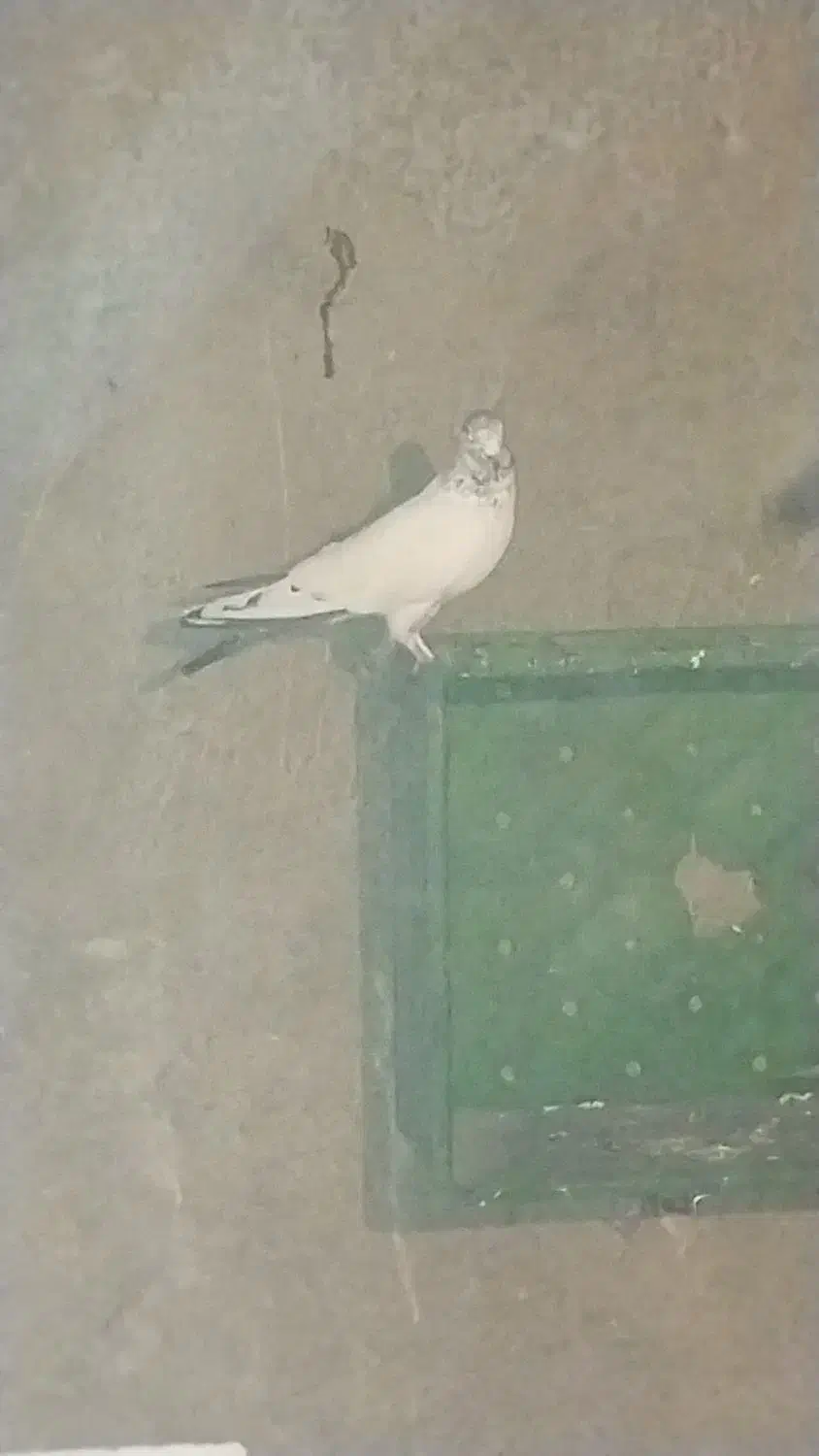 کبوتر گمشده|حیوانات|آبیک, |دیوار