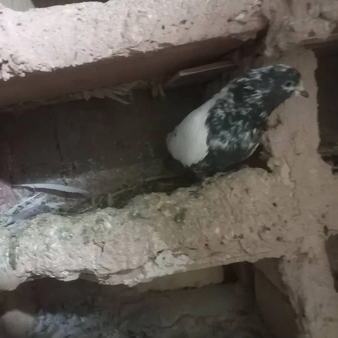 باعرض سلام خدمت عشق بازان عزیز|پرنده|دورود, |دیوار