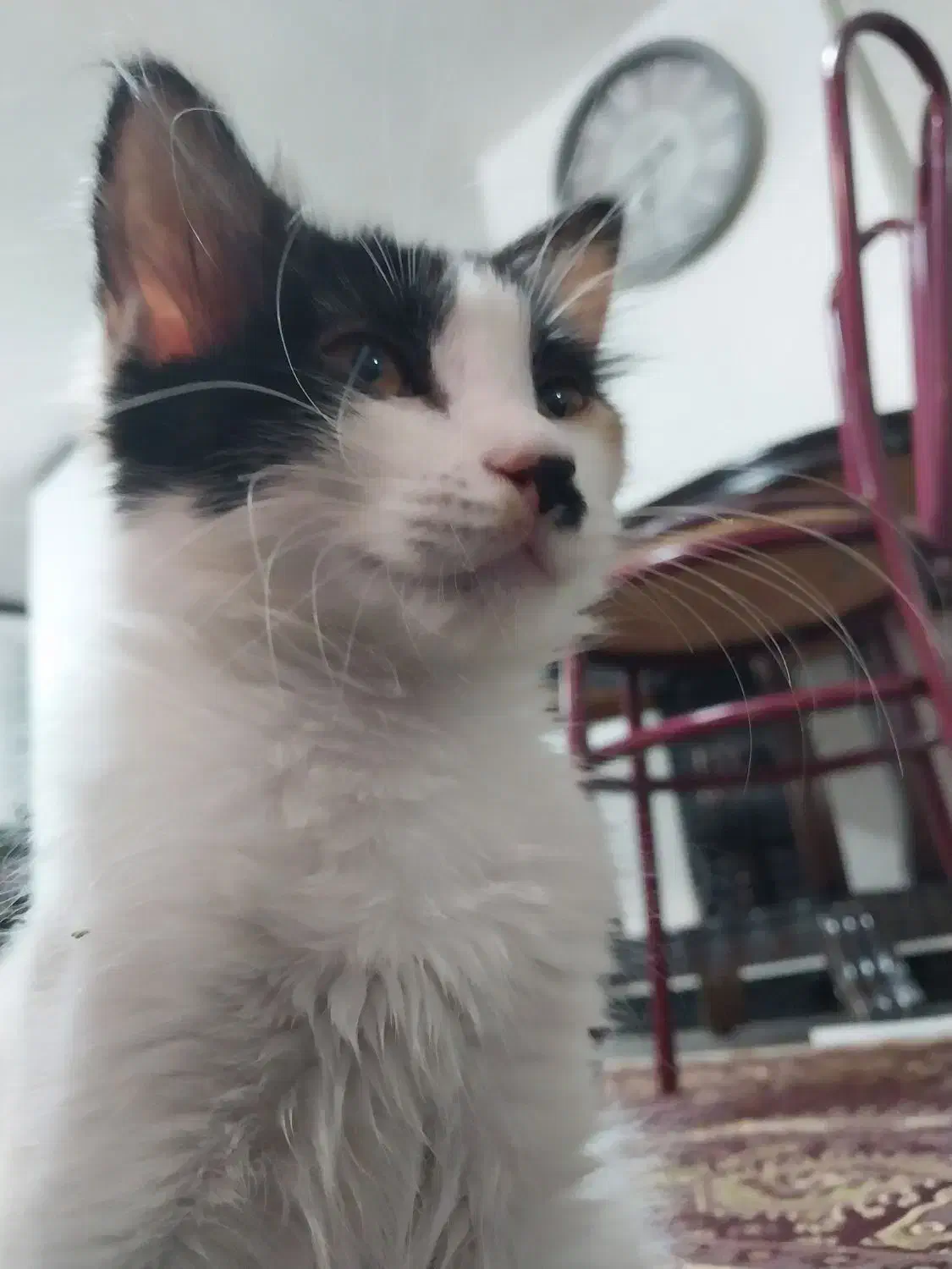 واگذاری دو گربه ۶ و ۷ ماهه|گربه|اراک, |دیوار