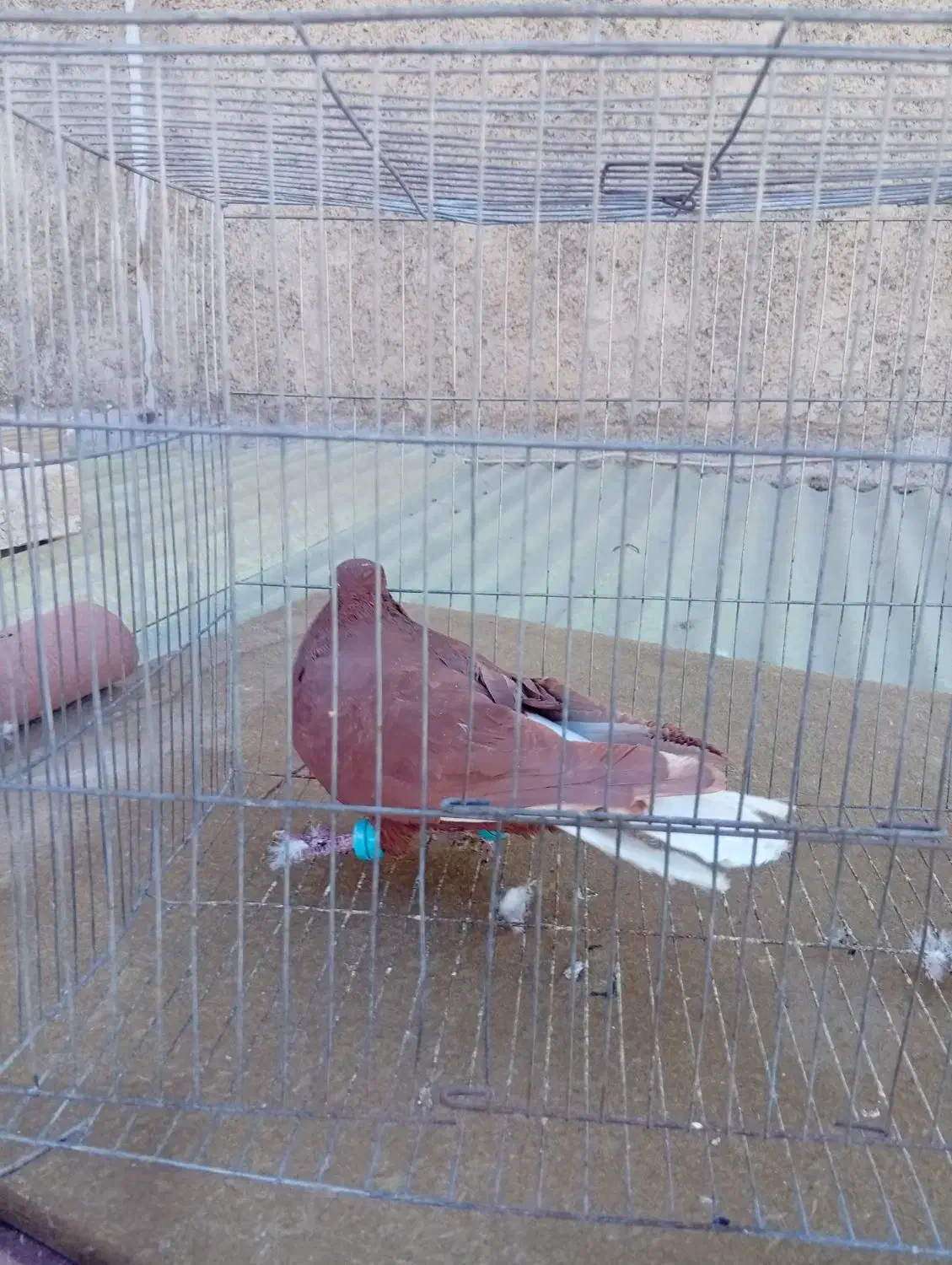 کبوتر سرخ دم سفید|پرنده|الوند, |دیوار