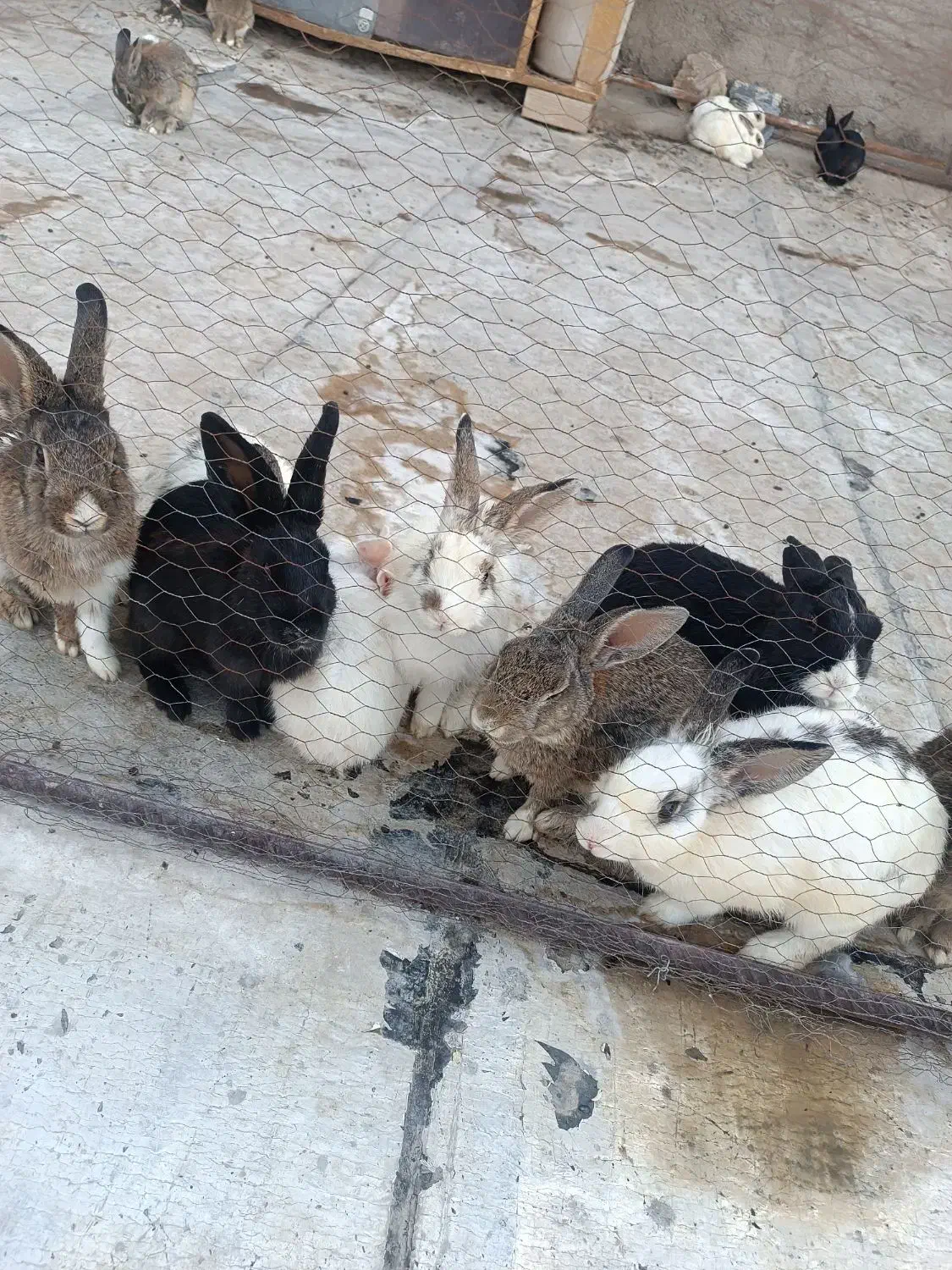 فروش خرگوش|موش و خرگوش|پاکدشت, شهرک انقلاب|دیوار