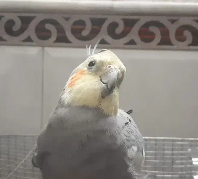 عروس هلندی گمشده با مژدگانی|پرنده|قم, شهرک امام حسن|دیوار