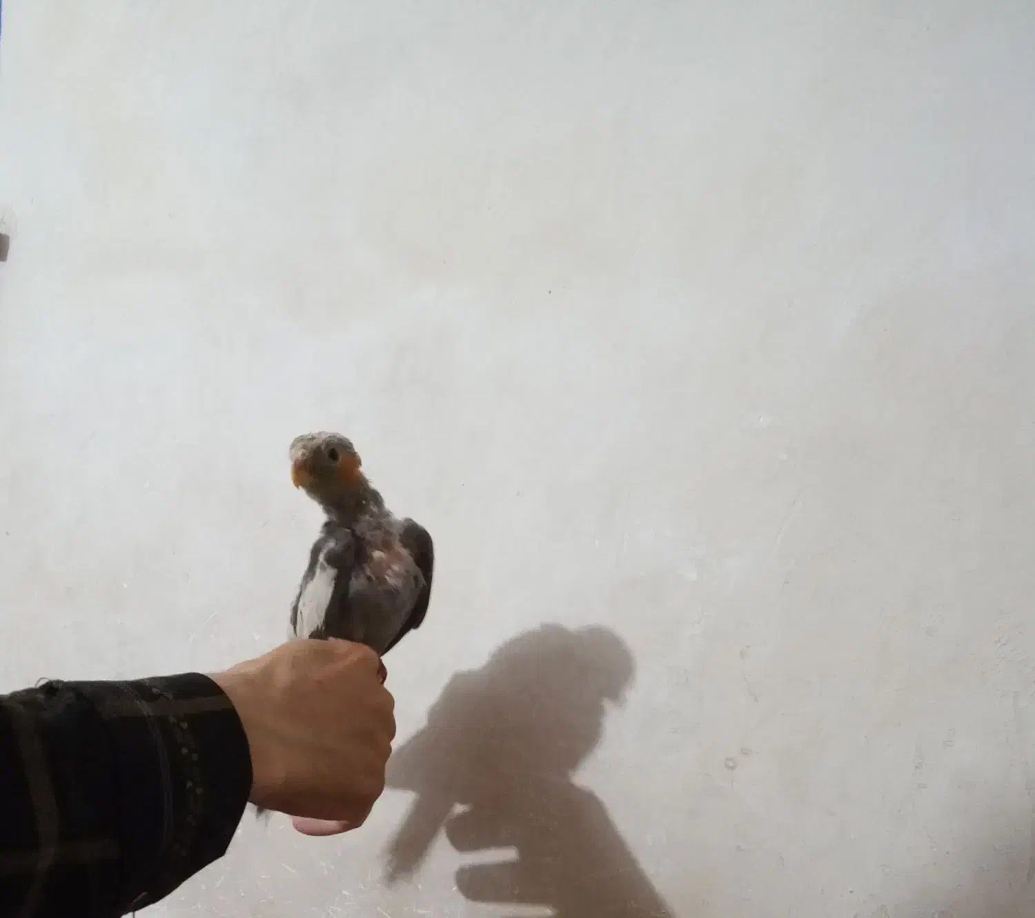 عروس هلندی|پرنده|تبریز, |دیوار