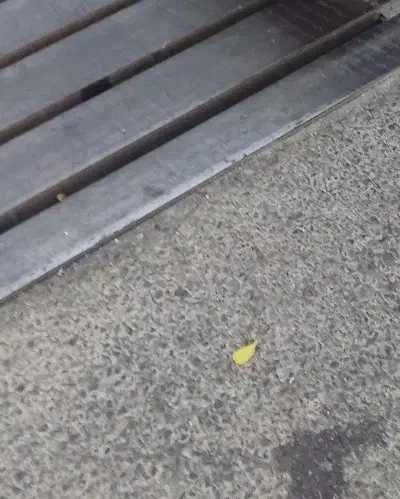 مدارک گم شده بنام محمد حاصلی|اشیا|پاکدشت, پاکدشت (مامازند)|دیوار