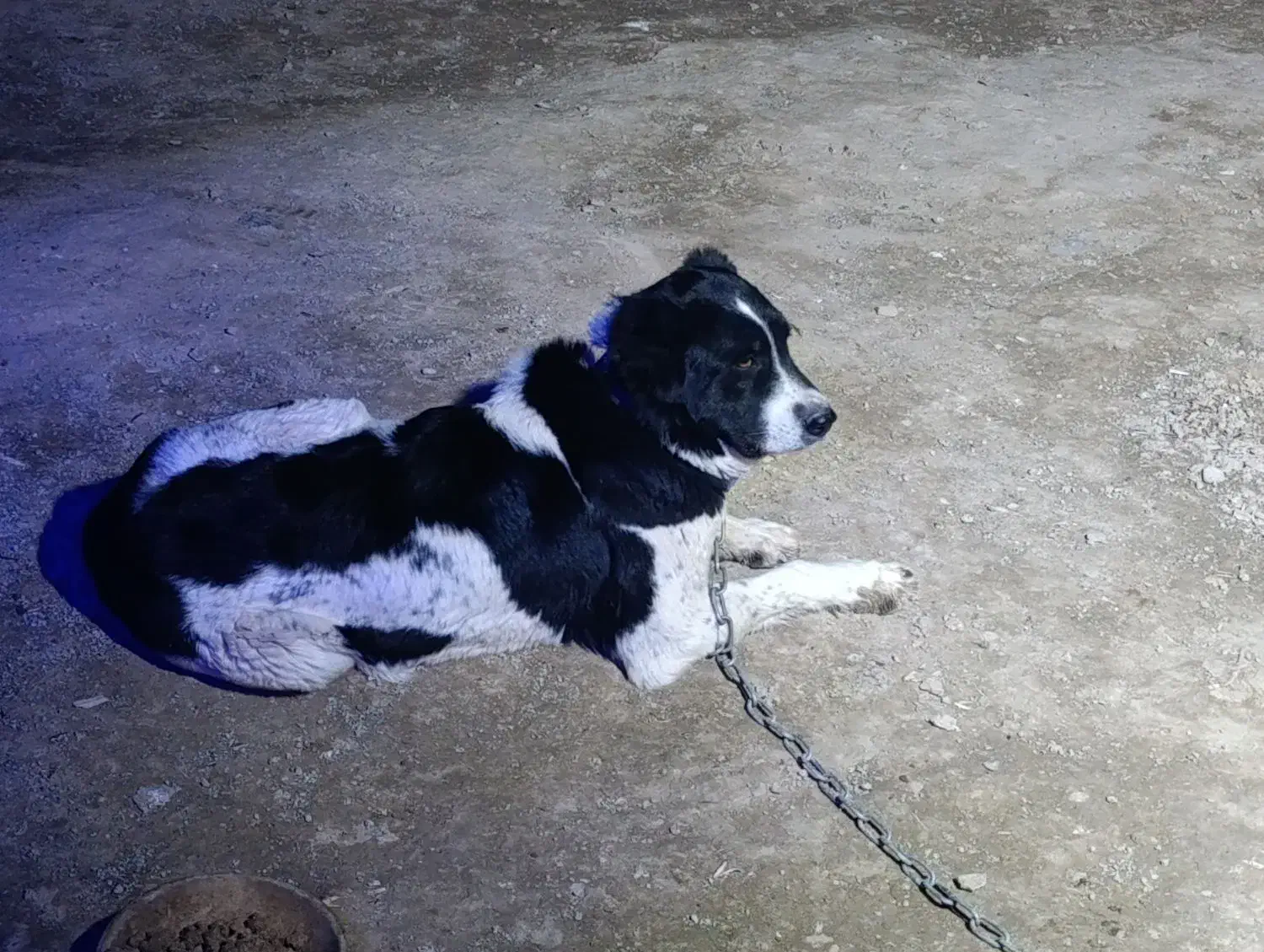 قدر جونی ماده|سگ|رباط‌کریم, رباط‌کریم|دیوار