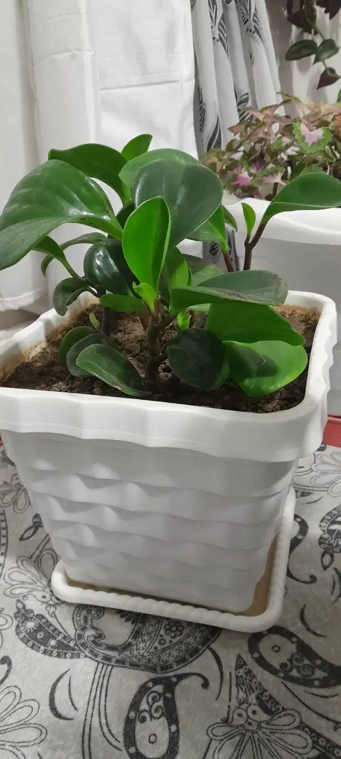 گل های زیبا|گل و گیاه طبیعی|مهاباد (آذربایجان غربی), |دیوار