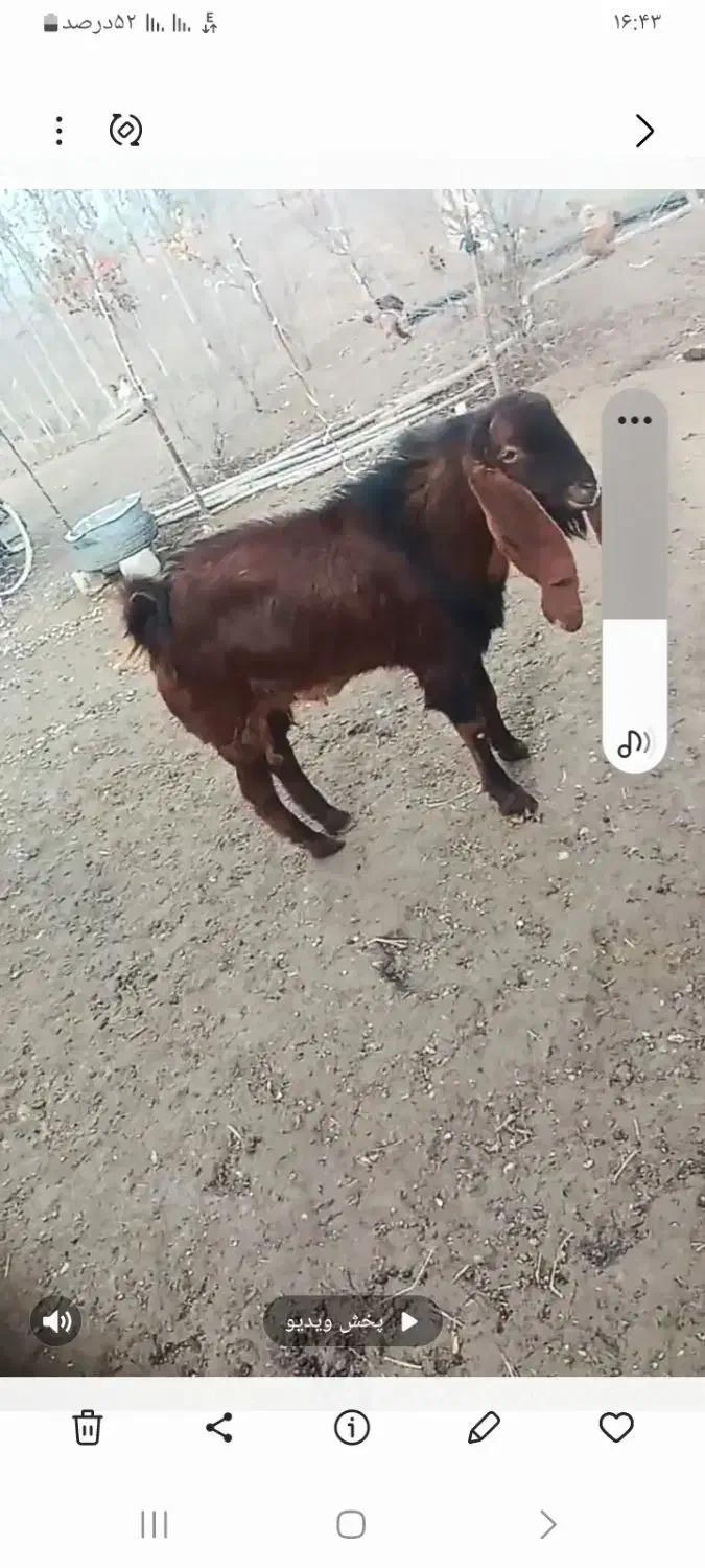 بز نر|حیوانات مزرعه|بران, |دیوار