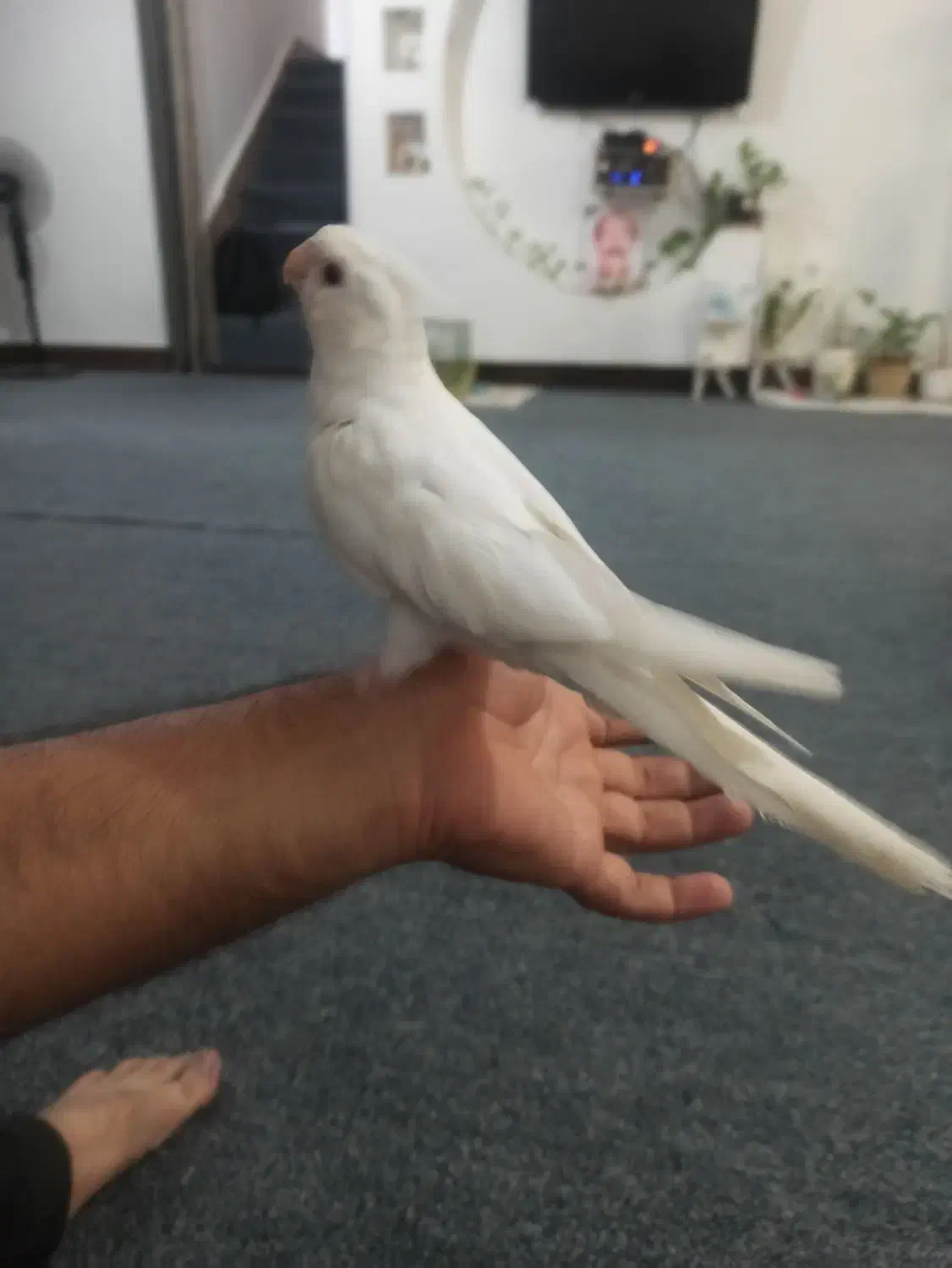 عروس البینو|پرنده|آبپخش, |دیوار