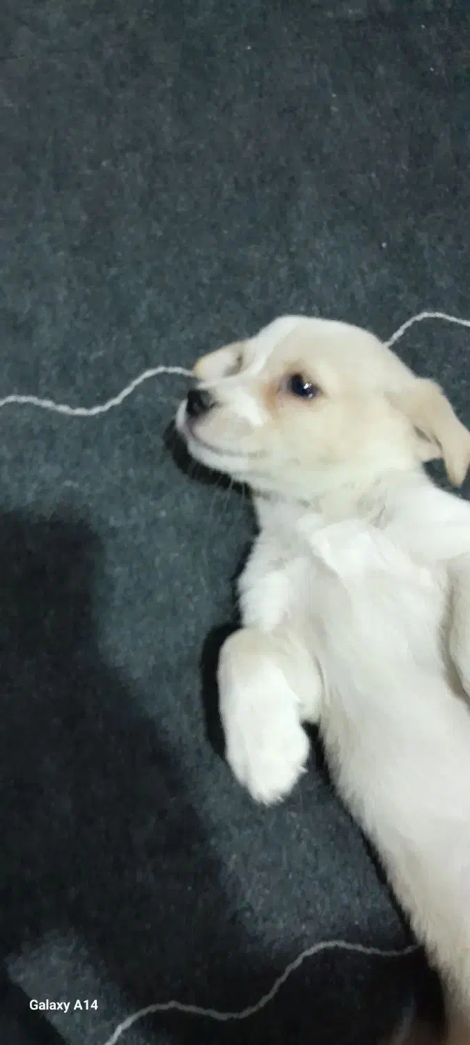 واگذاری سگ پامر اشپیتز|سگ|اهواز, کمپلو جنوبی|دیوار