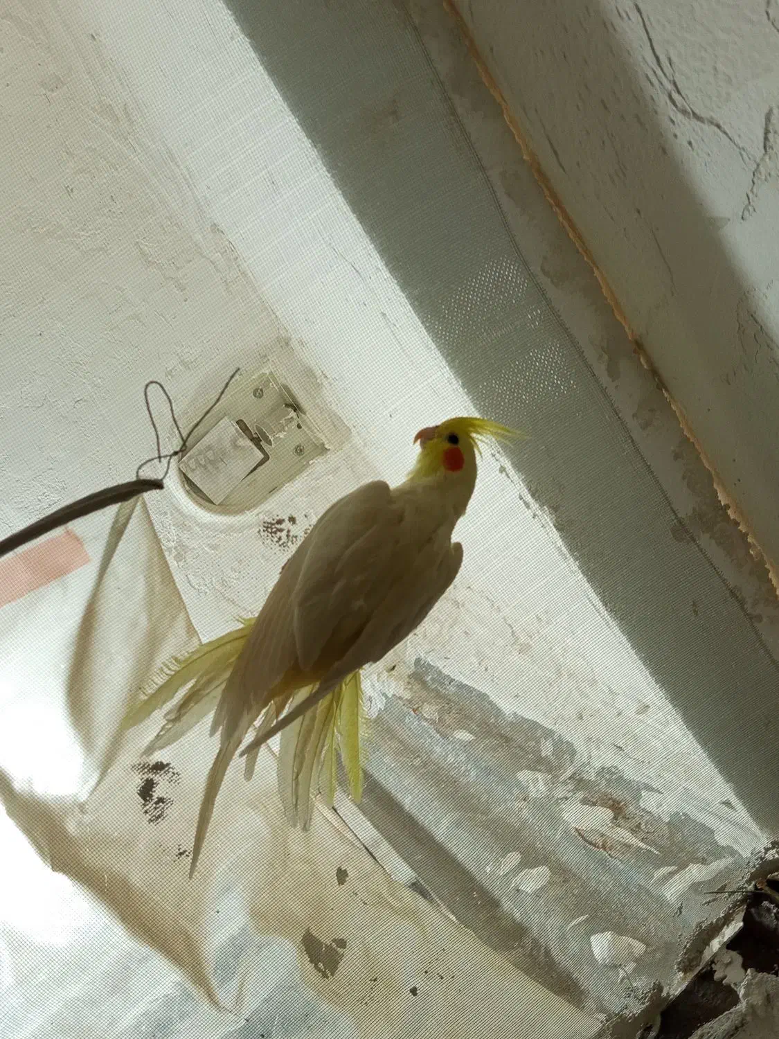 عروس لوتینو دستی ماده معاوضه با مرغ عشق،فنچ،کوتوله|پرنده|مشهد, شهرک مهر آباد|دیوار