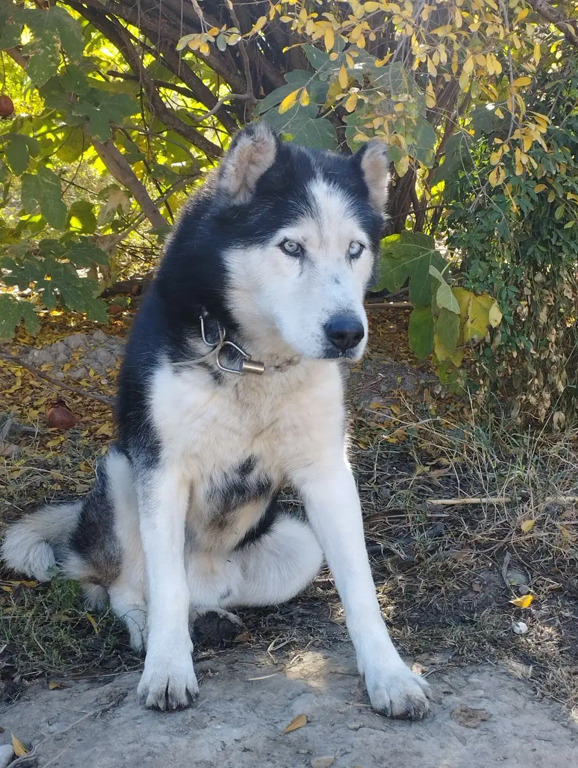 سگ هاسکی|سگ|گنبد کاووس, |دیوار