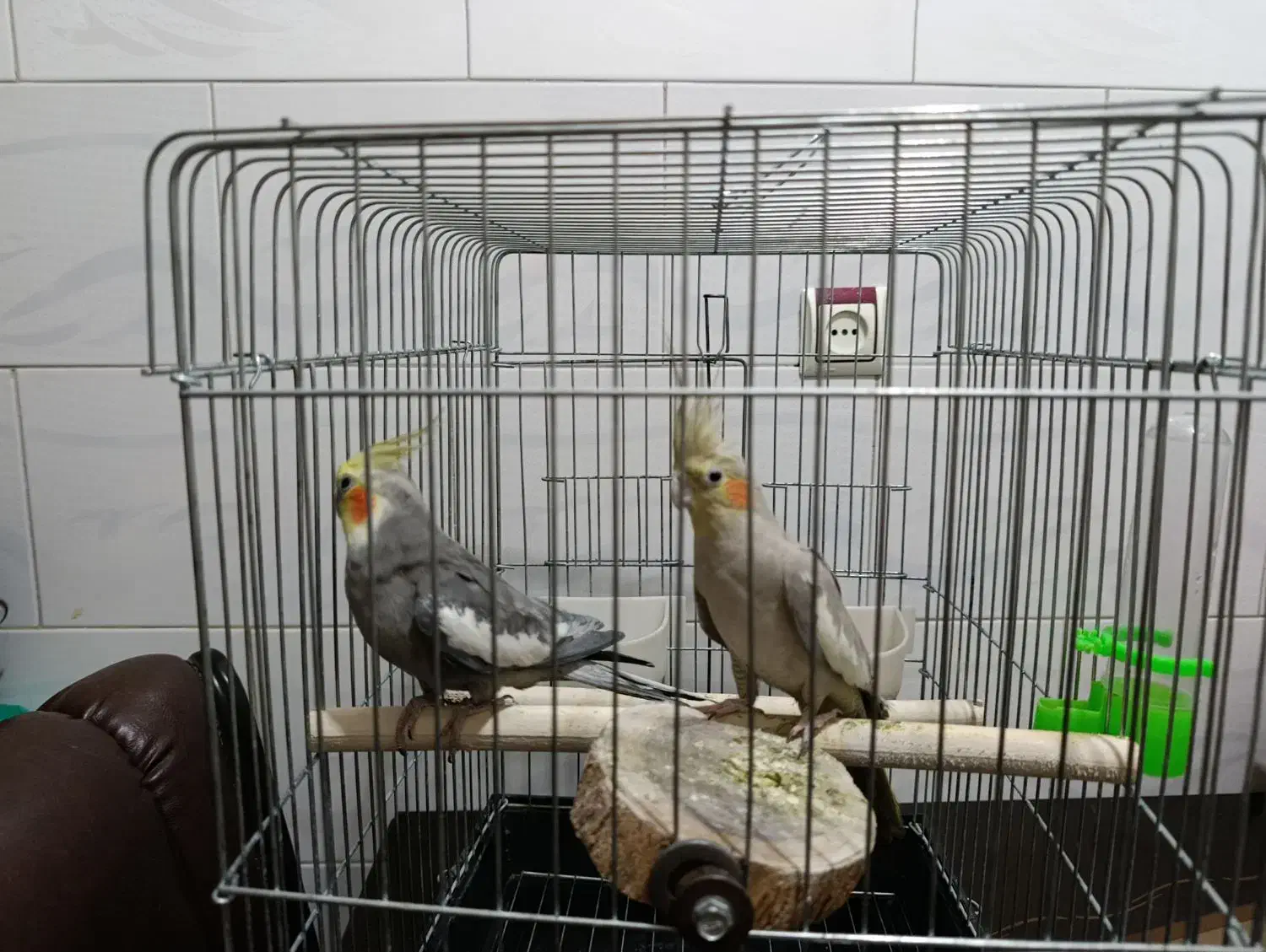 یک جفت پرنده عروس هلندی بالغ|پرنده|محمدیه-قزوین, |دیوار