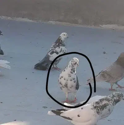 گمشده پشت دارنر|حیوانات|قم, شاه ابراهیم|دیوار