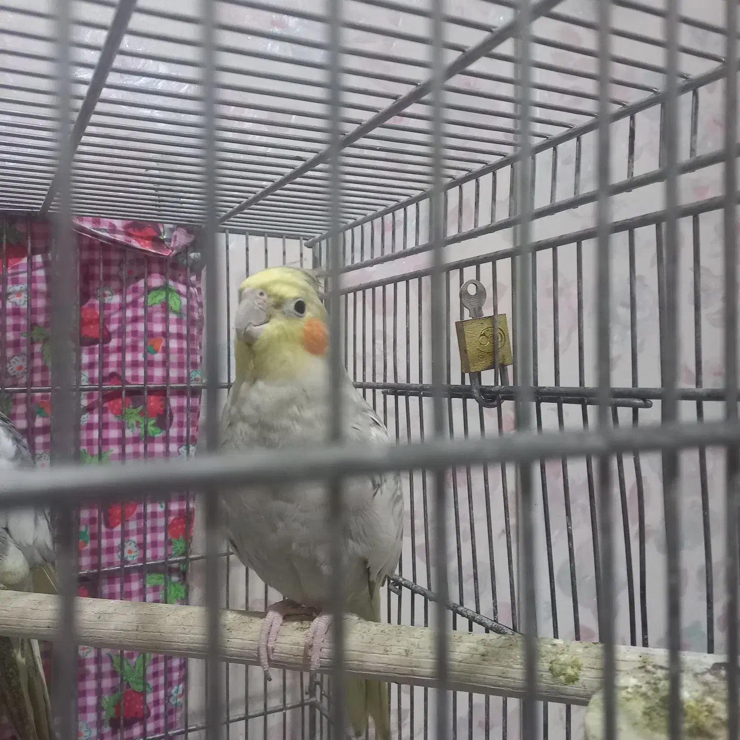 پرنده گلباقالی باهوش|پرنده|الوند, |دیوار