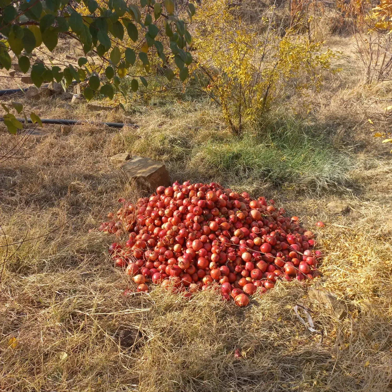 انار قرمز|خوردنی و آشامیدنی|چگنی, |دیوار