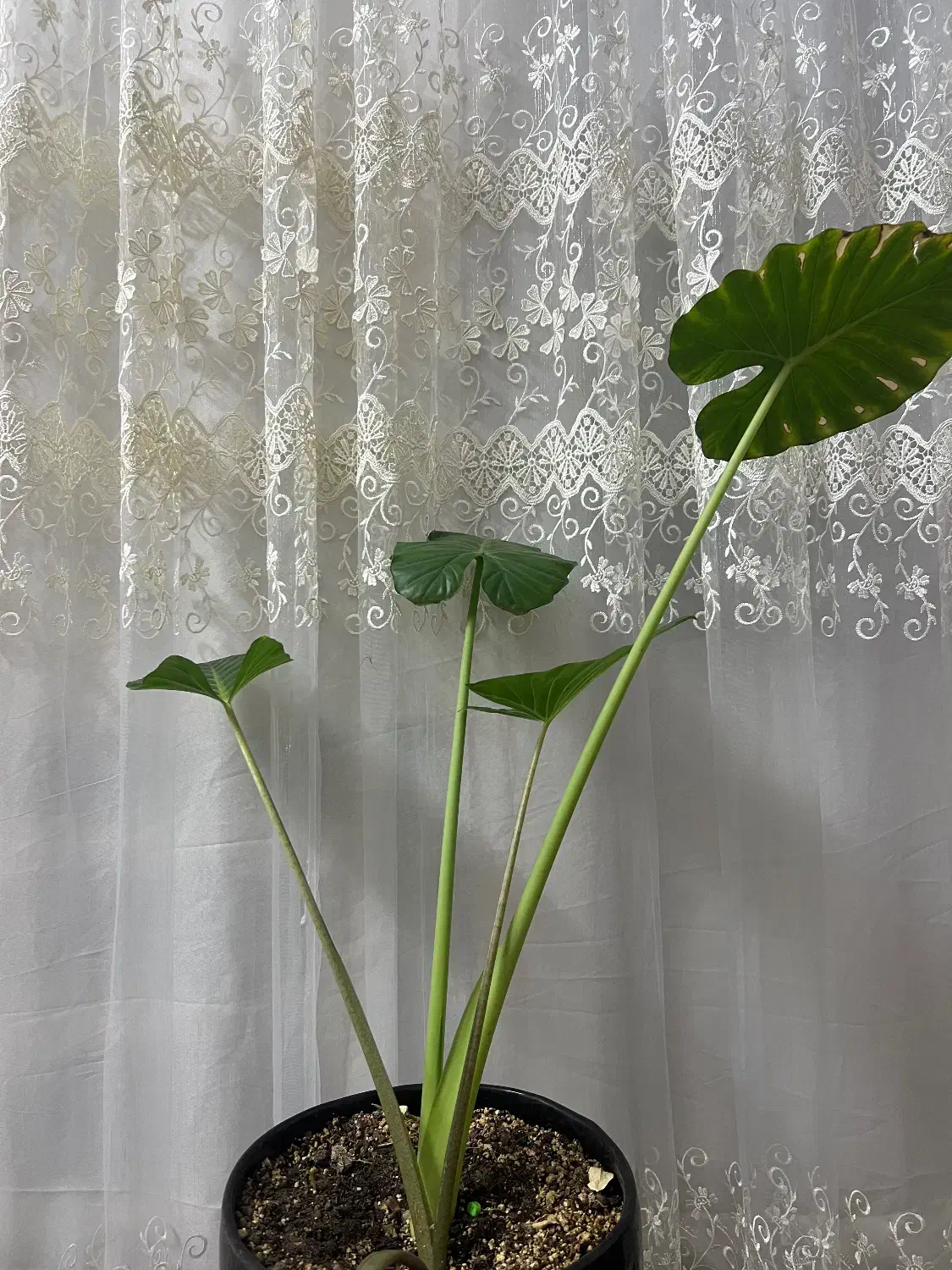 بابا ادم|گل و گیاه طبیعی|مشهد, عامل|دیوار