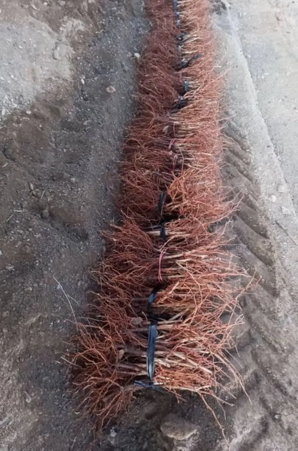 فروش صنوبر و‌گردو و بادام یارانه ای در نهالستان|خدمات باغبانی و درختکاری|کوهدشت, |دیوار