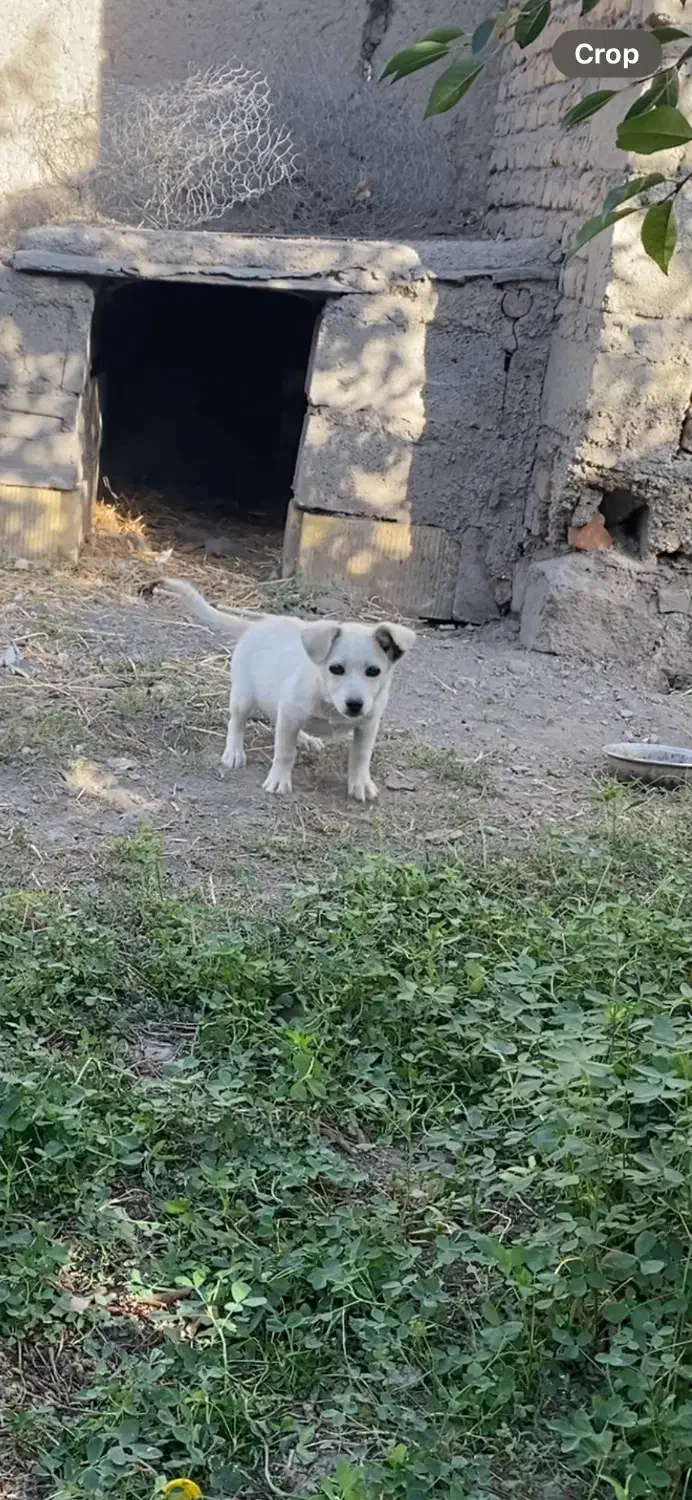 واگذاری طوله پا کوتا|سگ|سراب, |دیوار