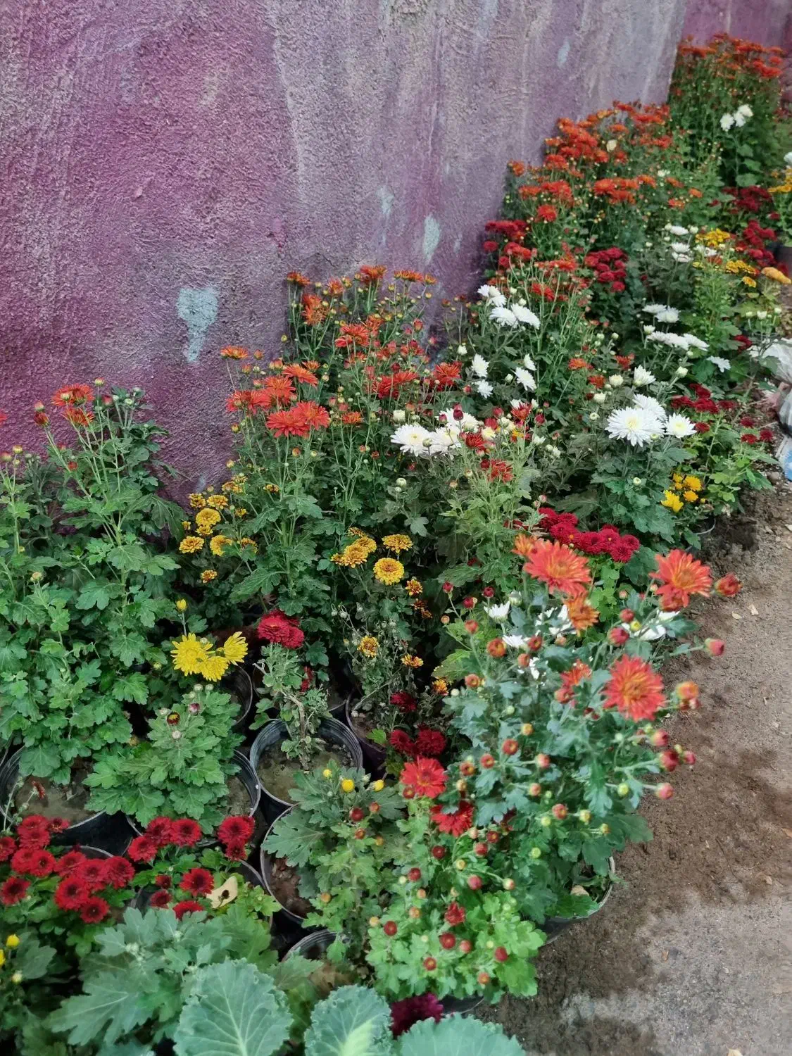 گل داودی چهارفصل سرو شیراز میخک عبایی پاپیتال گلدا|گل و گیاه طبیعی|مشهد, چهارچشمه|دیوار