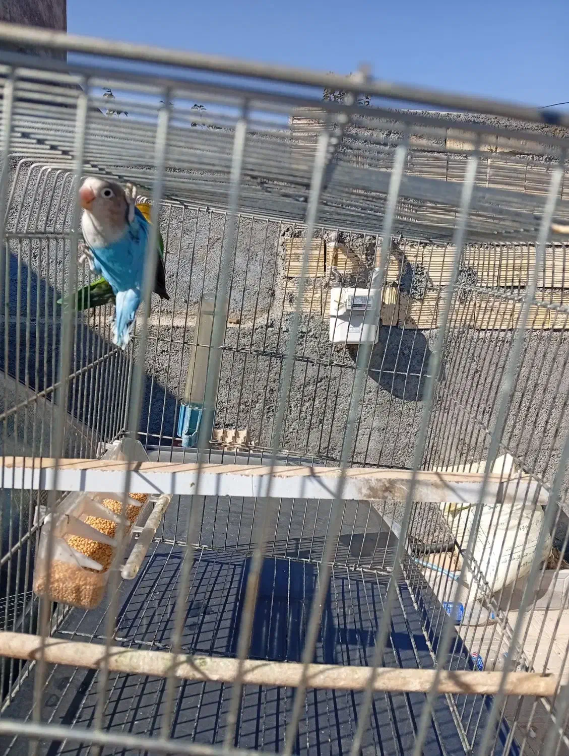 فقط دومیلیون وپانصد تومن|پرنده|یاسوج, |دیوار