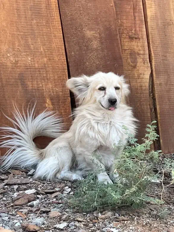 سگ پاکوتاه نر|سگ|تهران, بهارستان|دیوار