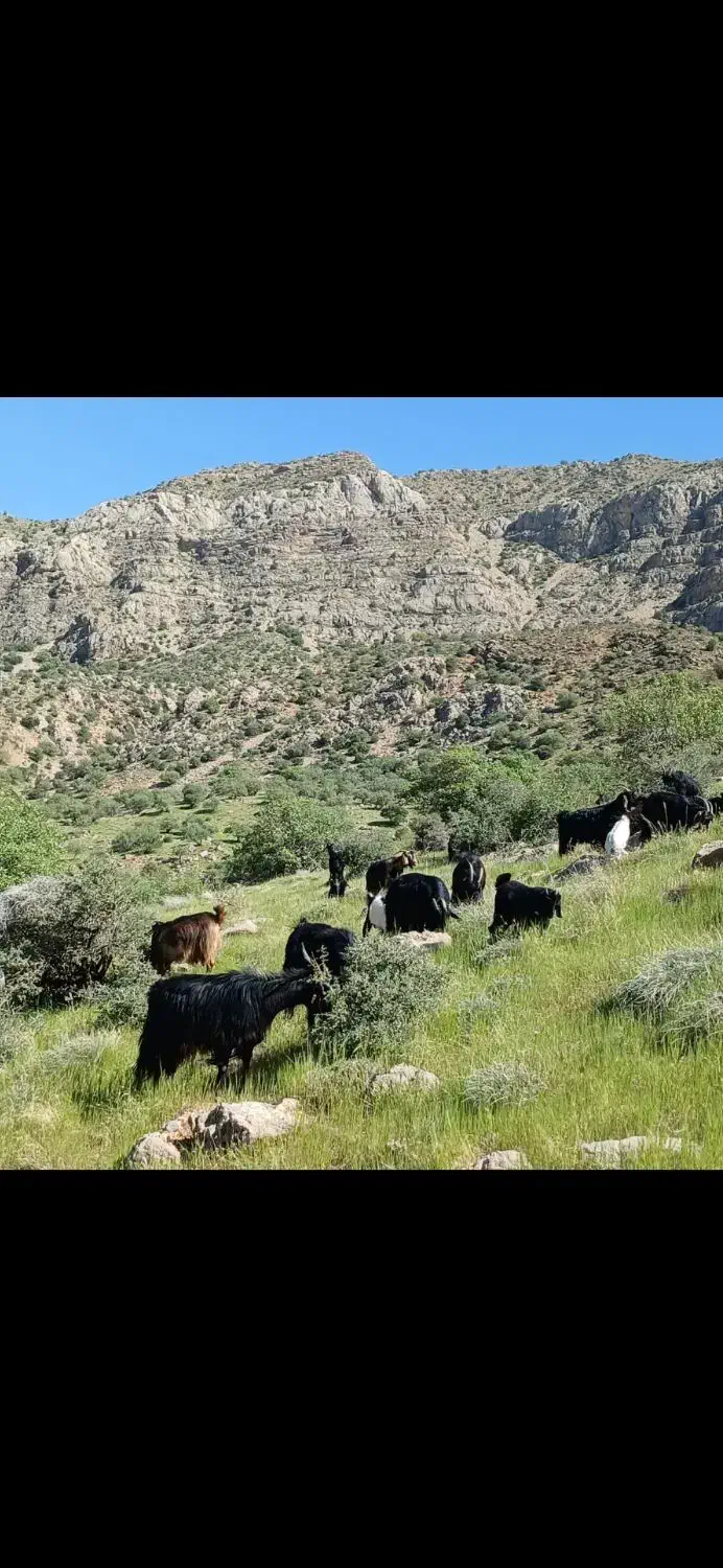 فروش ۱۲ راس بز جوان کوه چر|حیوانات مزرعه|درودزن, |دیوار