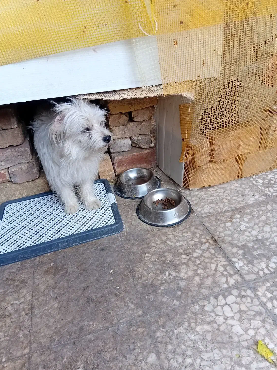 سرپرستی قبول میکنم|گربه|قم, زینبیه|دیوار