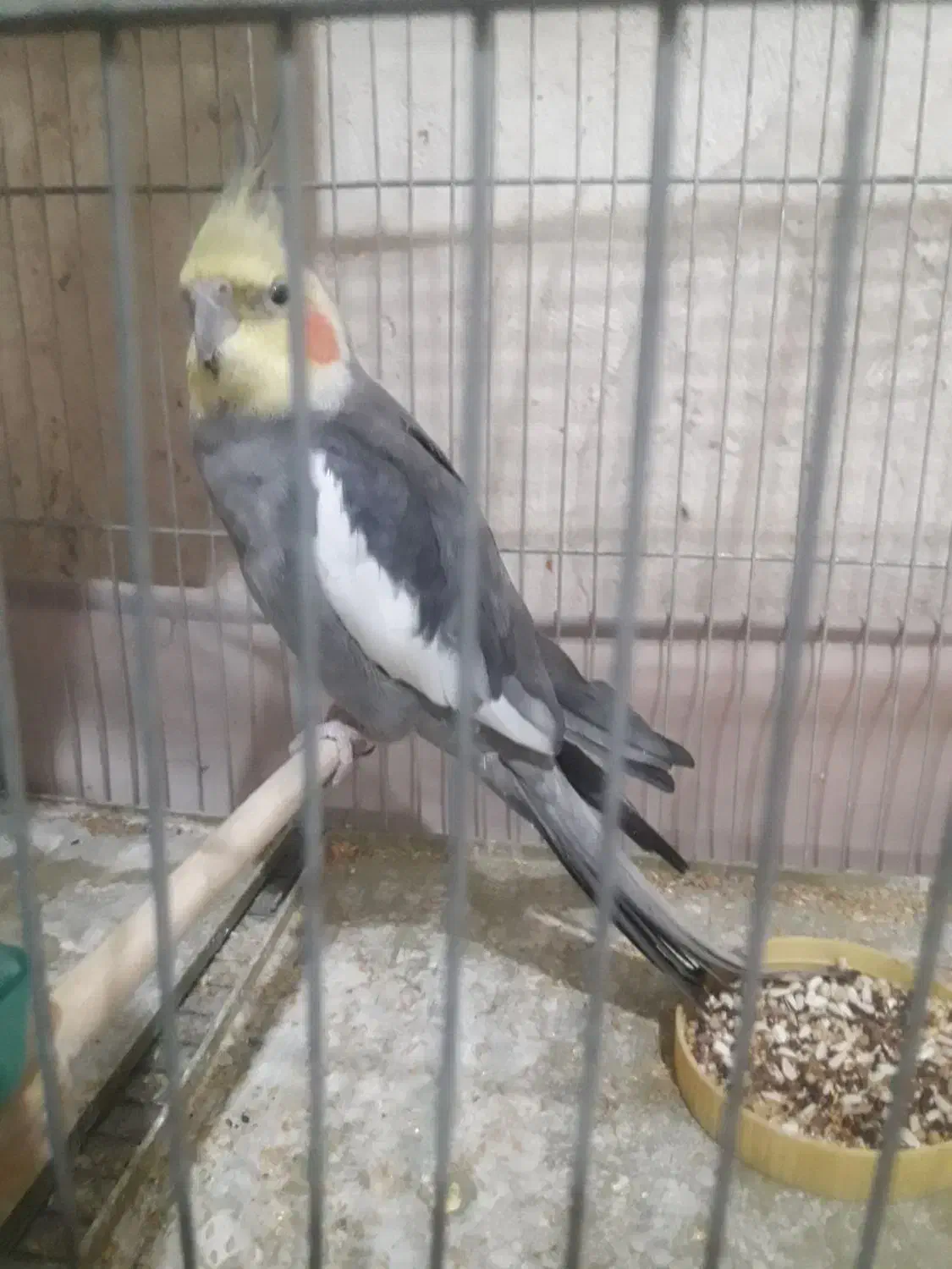 قناری عروس هلندی|پرنده|قرچک, مهدیه|دیوار