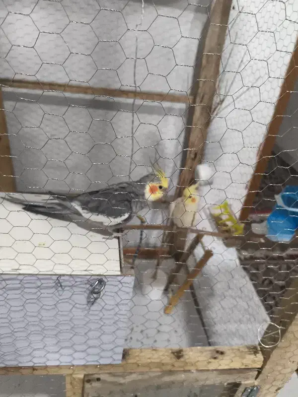 جفت عروس هلندی لوتینو تخم گذار|پرنده|کرمان, |دیوار