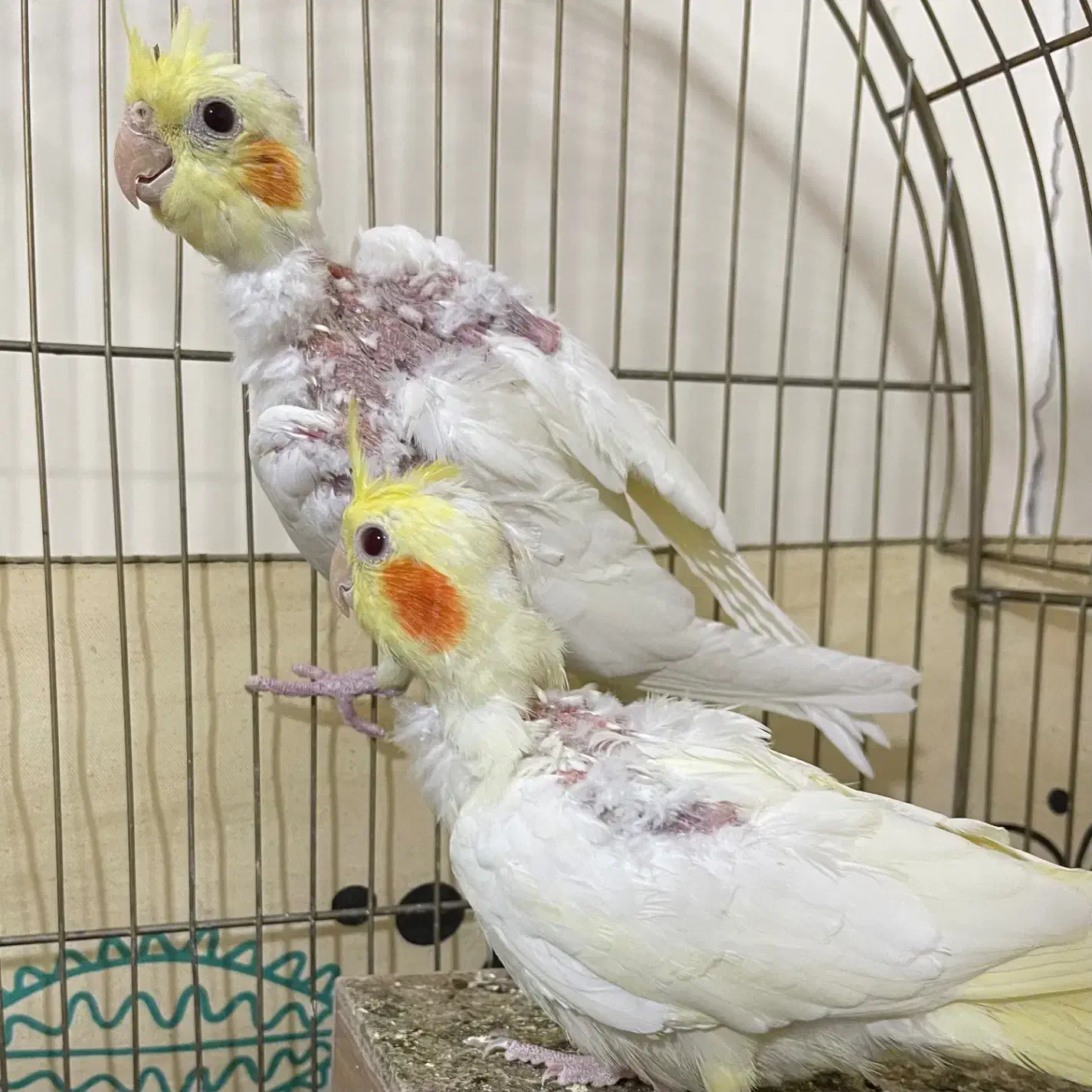 یک جفت عروس ۳ ماهه|پرنده|خاوران, |دیوار