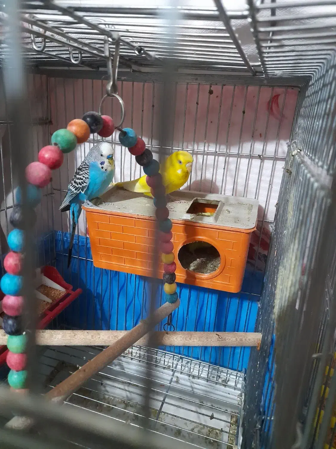 مرق عشق|پرنده|شاهین‌شهر, شهرک میلاد|دیوار