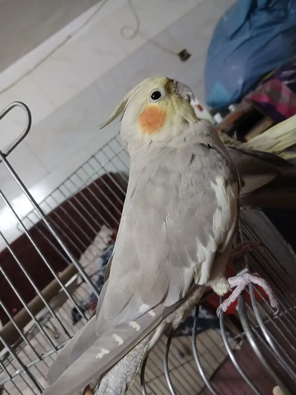 گمشده|حیوانات|تهران, مشیریه|دیوار