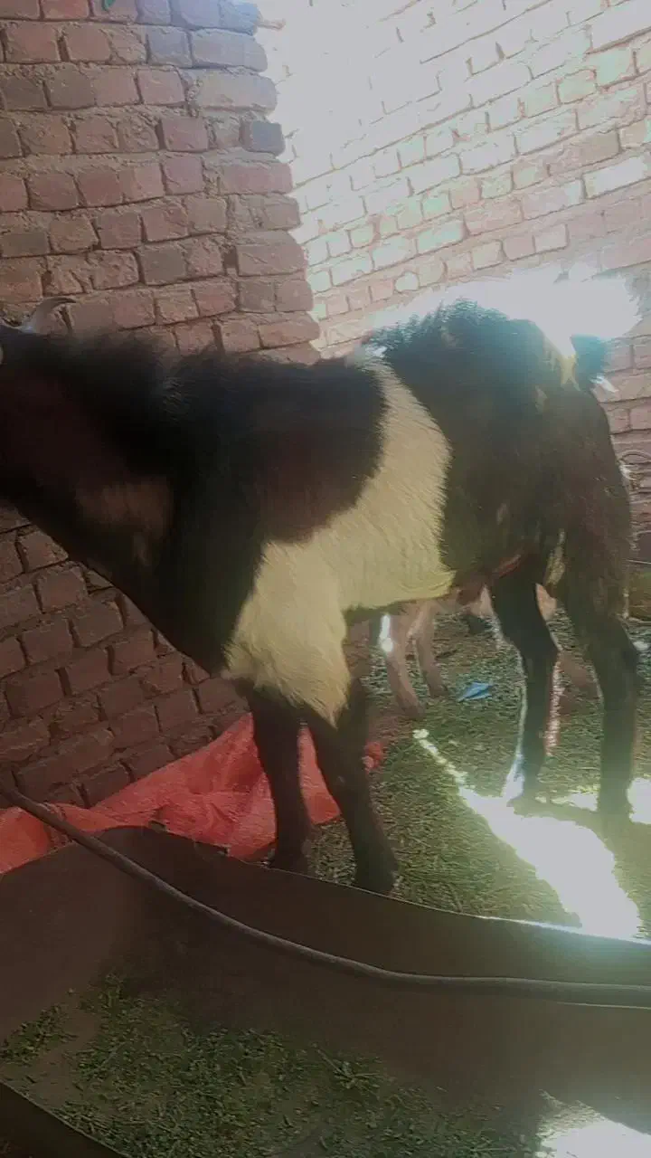 21000000|حیوانات مزرعه|خاش, |دیوار