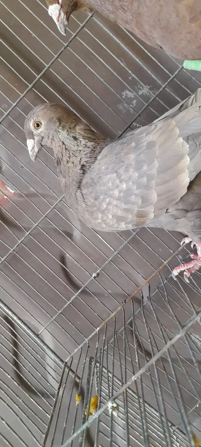 ماده دورگ قهوه ای|پرنده|مبارکه, |دیوار