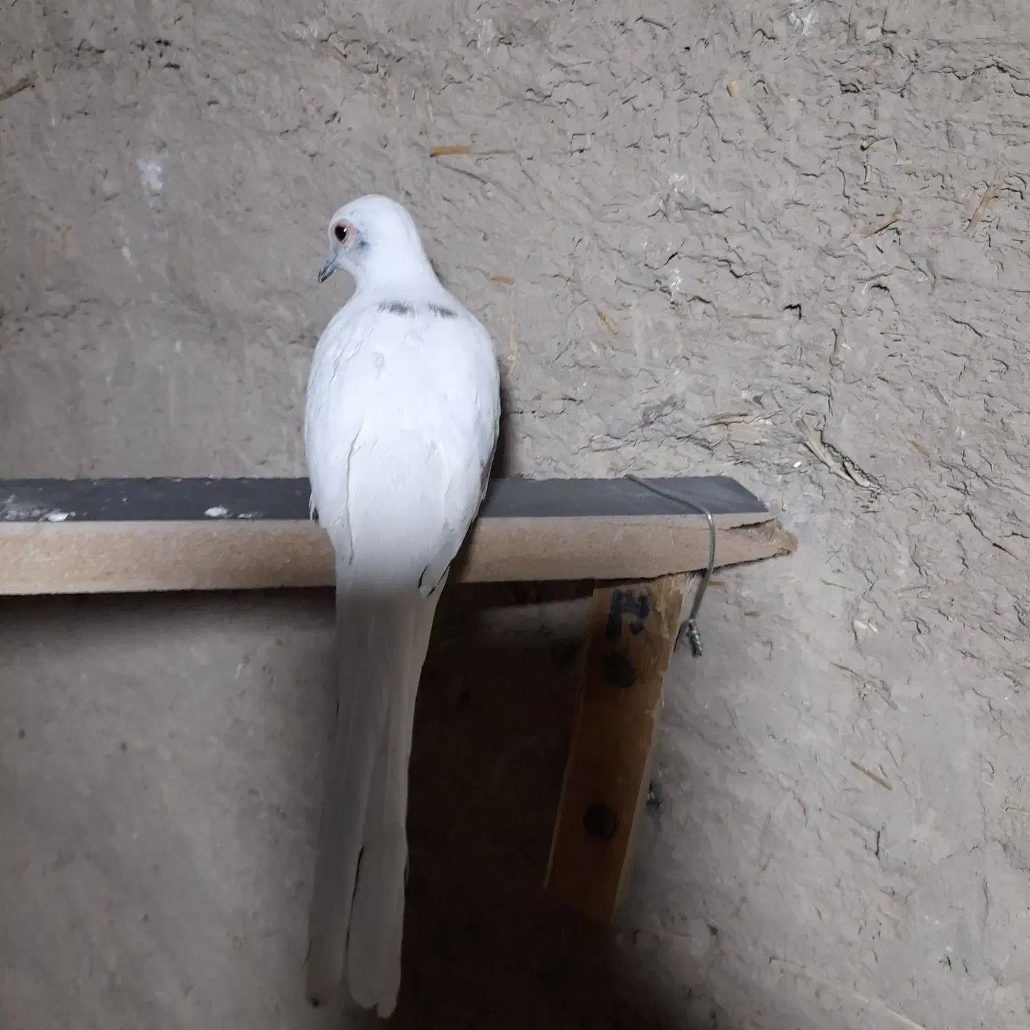 کبوتر|پرنده|زابل, |دیوار