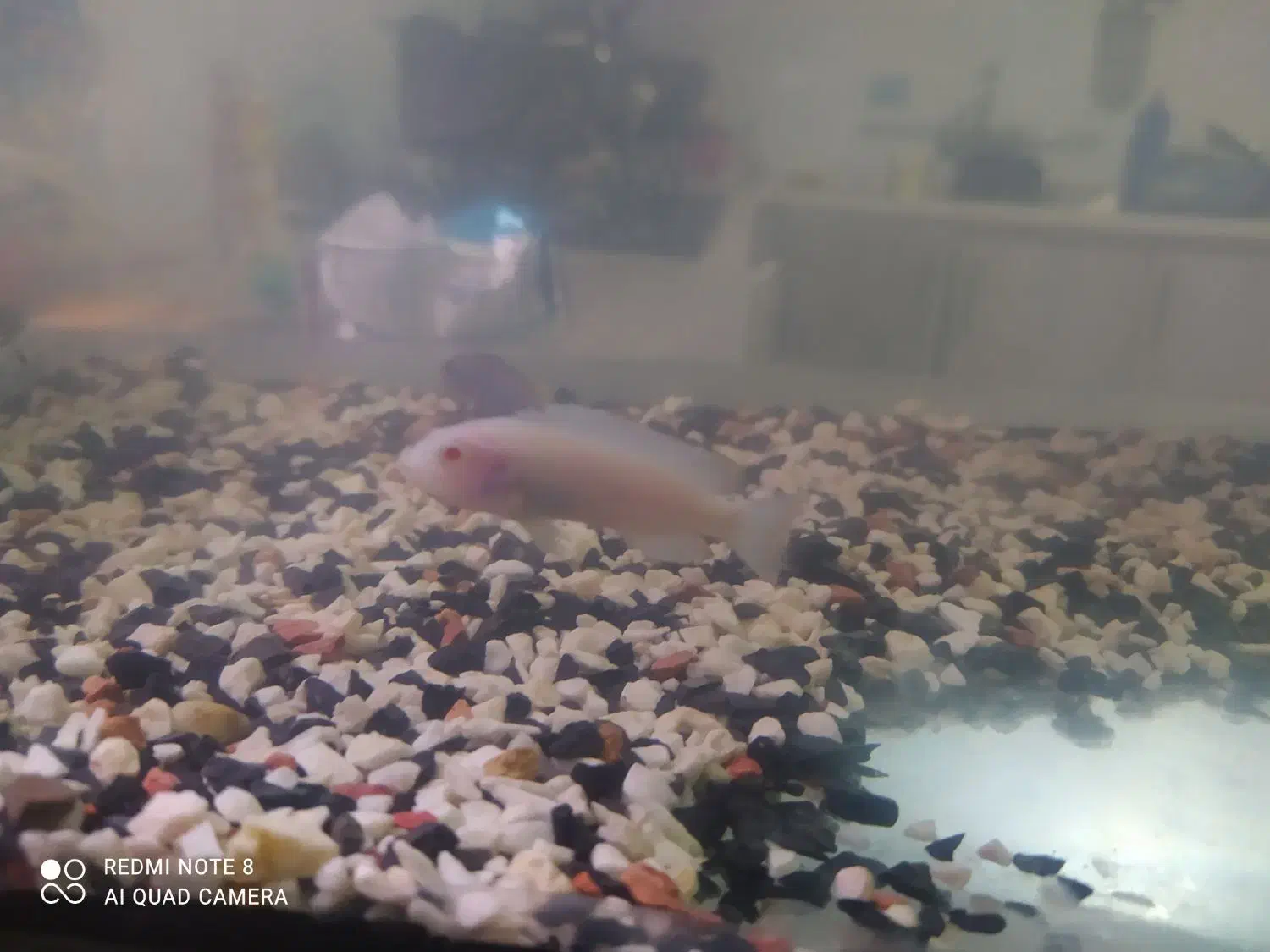 ماهی سیچلارد و بچه گوپی و اکواریوم|ماهی|اردبیل, |دیوار