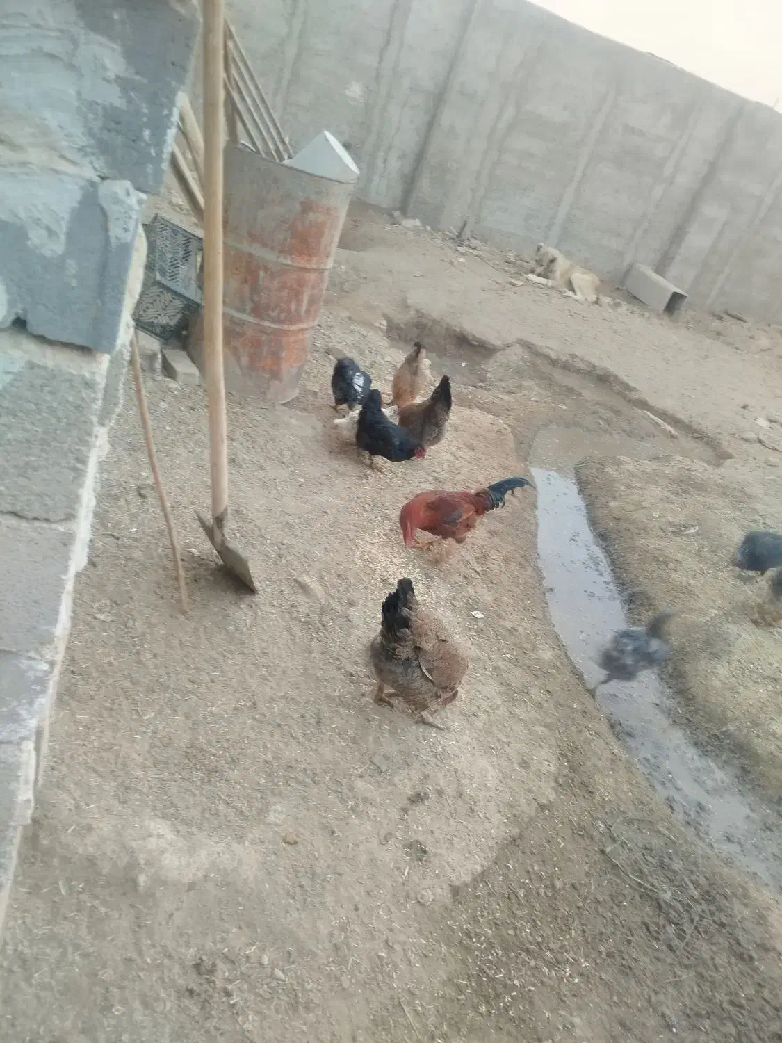 مرغ خروس|حیوانات مزرعه|جوادآباد, |دیوار