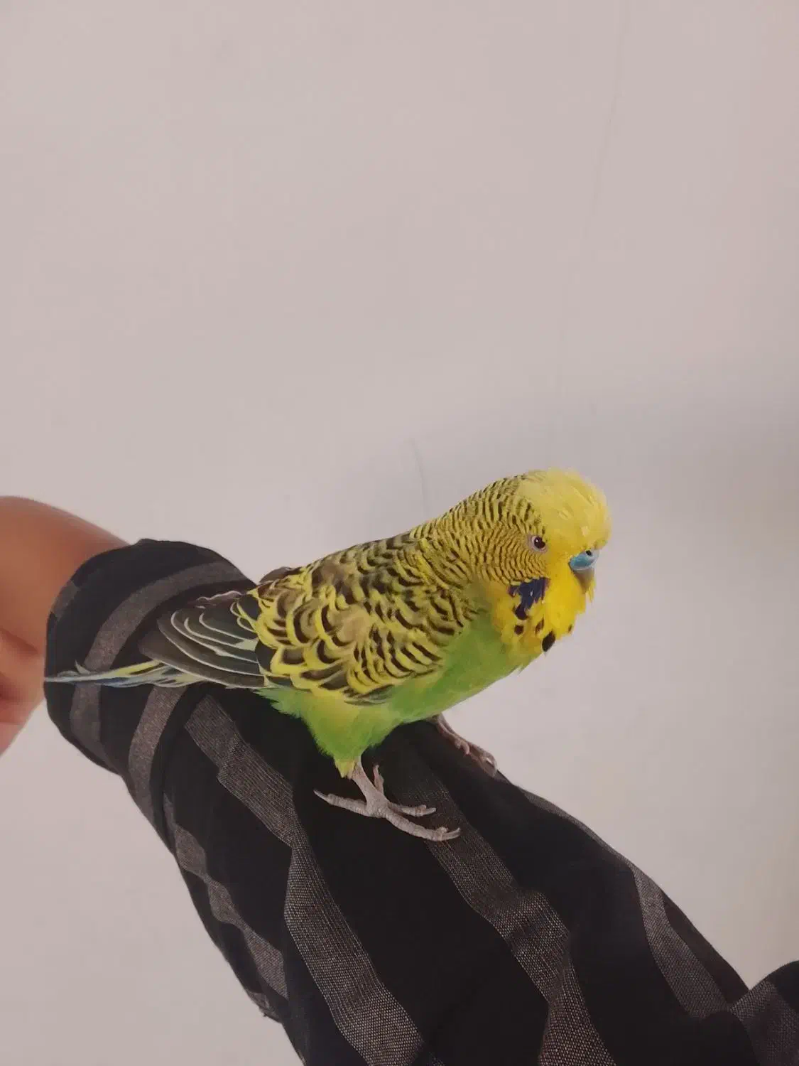 سخنگو|پرنده|تربت جام, جلگه موسی آباد|دیوار