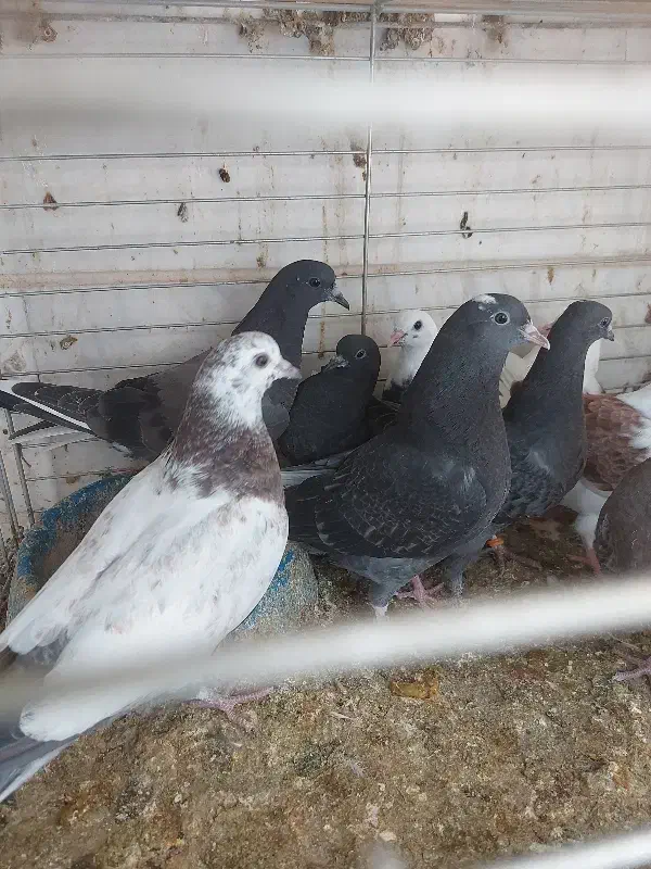 جوجه کفتر پرشی|پرنده|پاکدشت, پارچین|دیوار