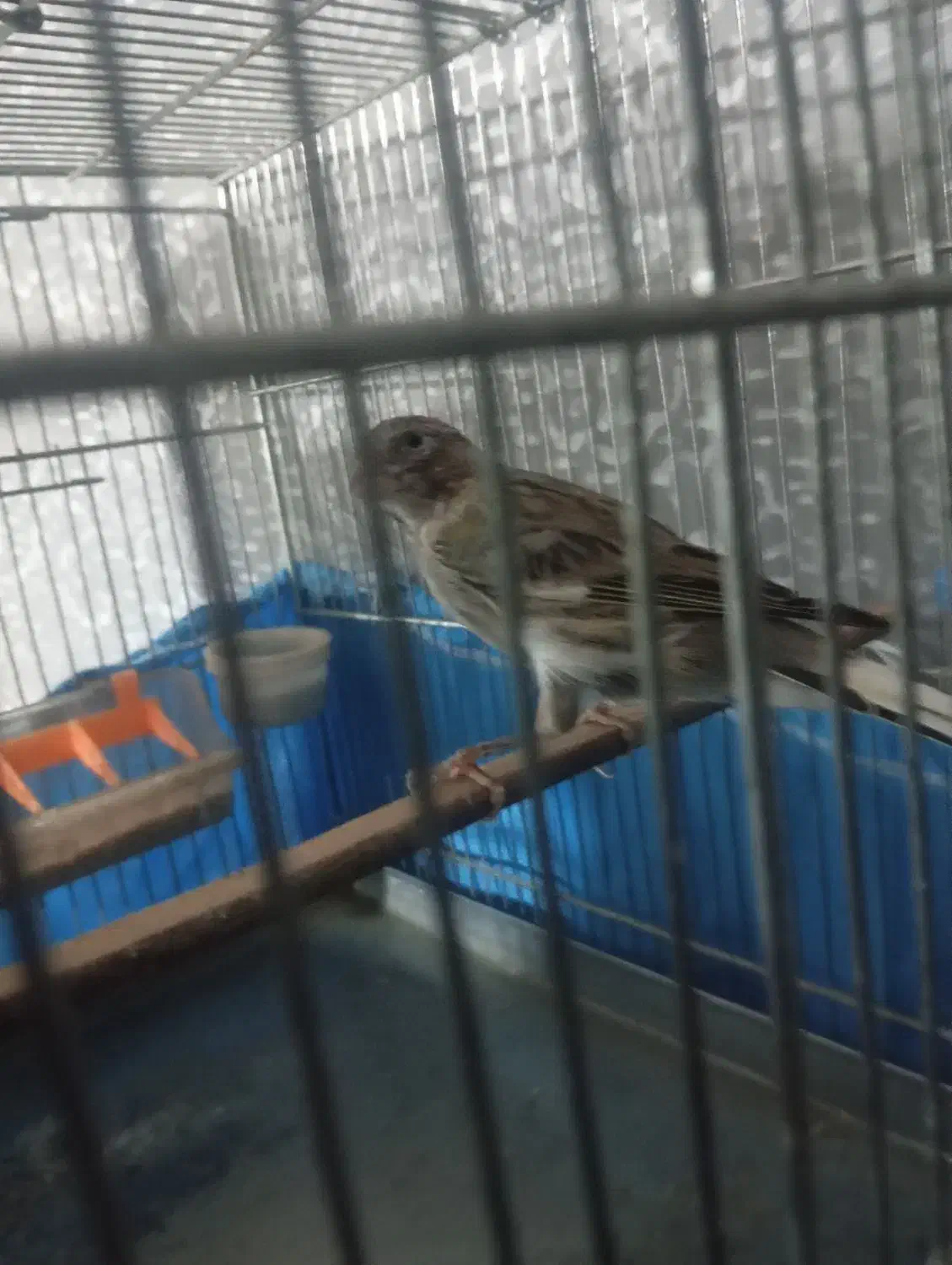 قناری بخون معاوضه با سهره اهوازی یا جوجه سهره|پرنده|قرچک, میرزائی شمالی|دیوار